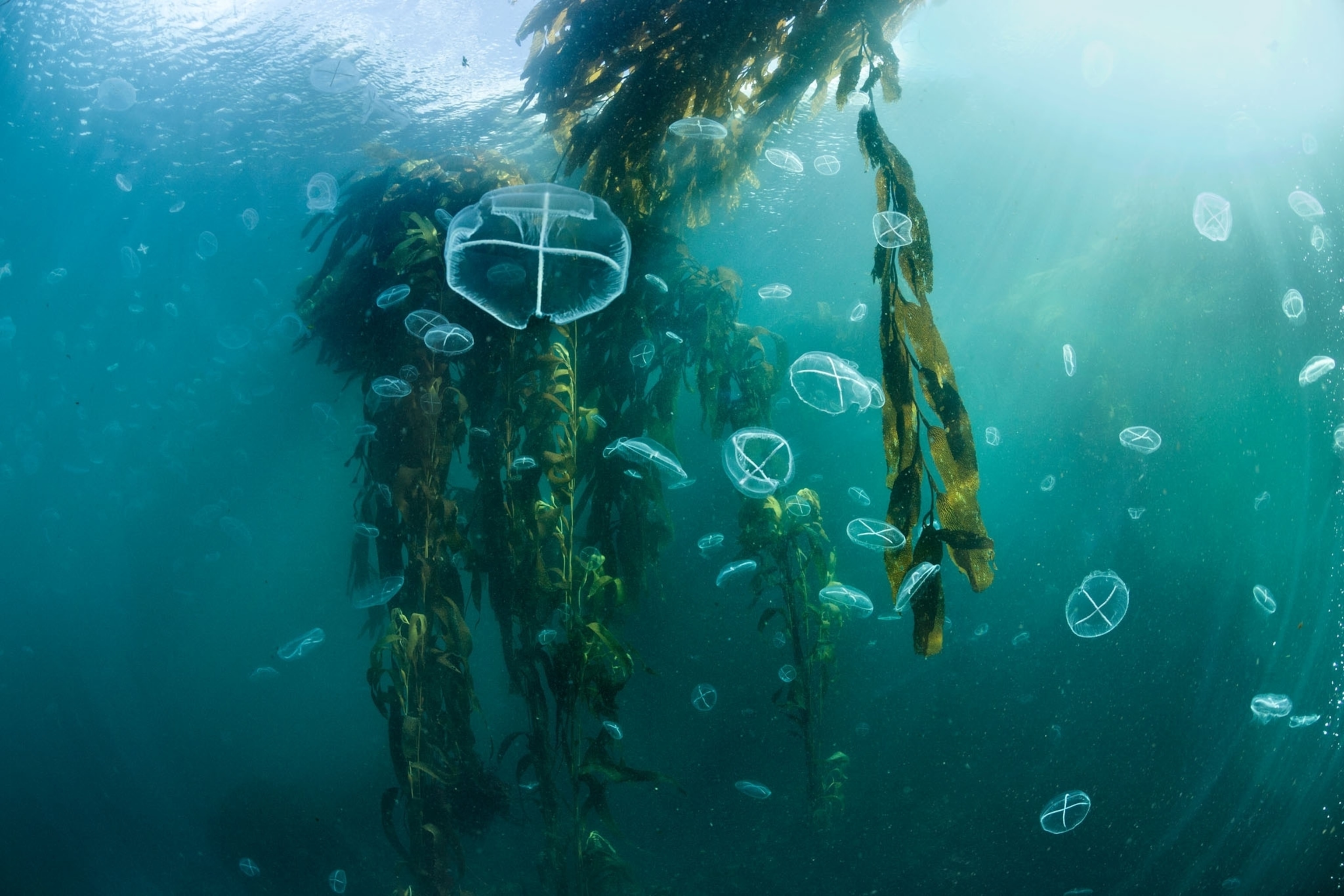 underwater marine life