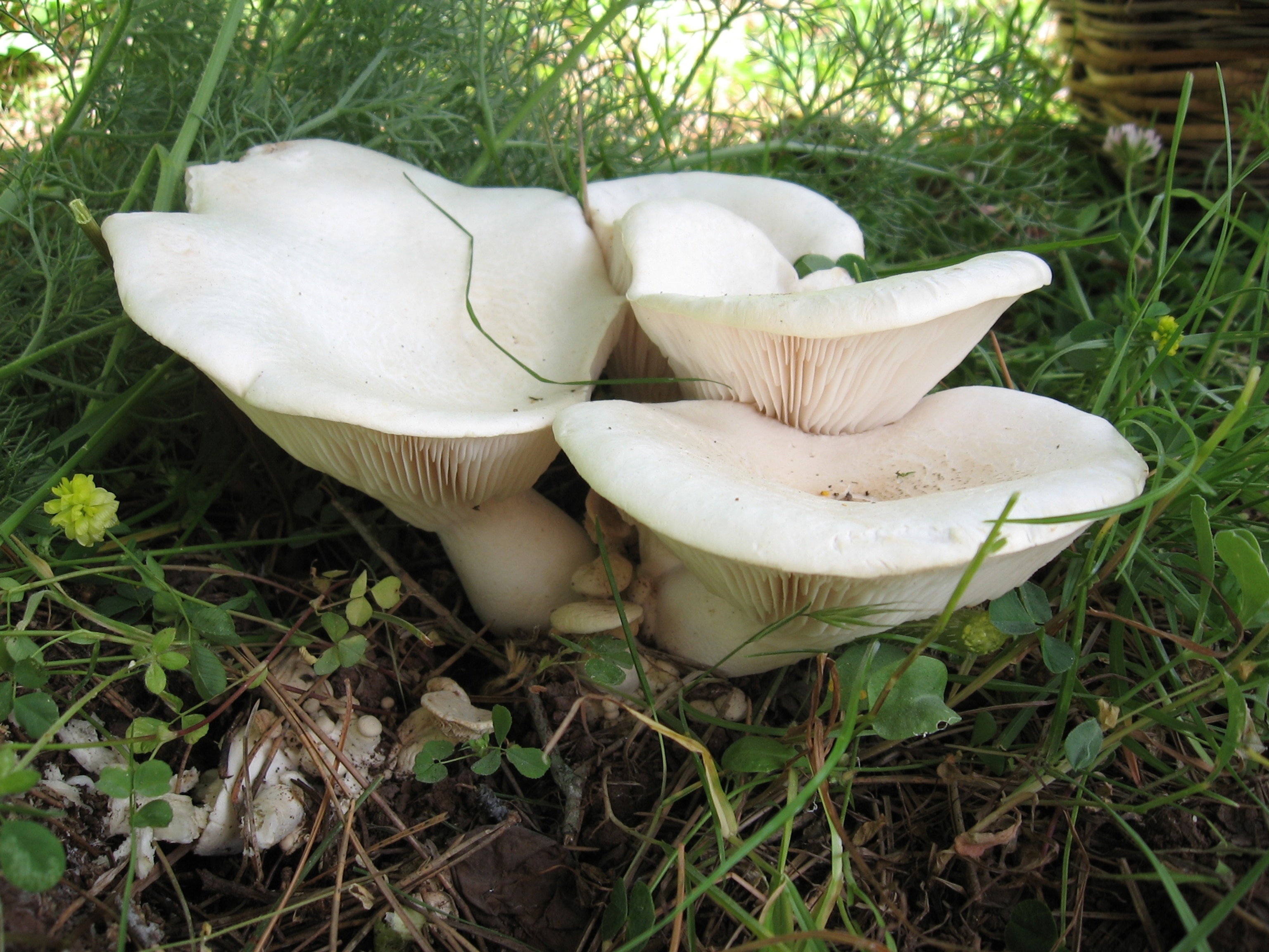 white ferula mushroom tops