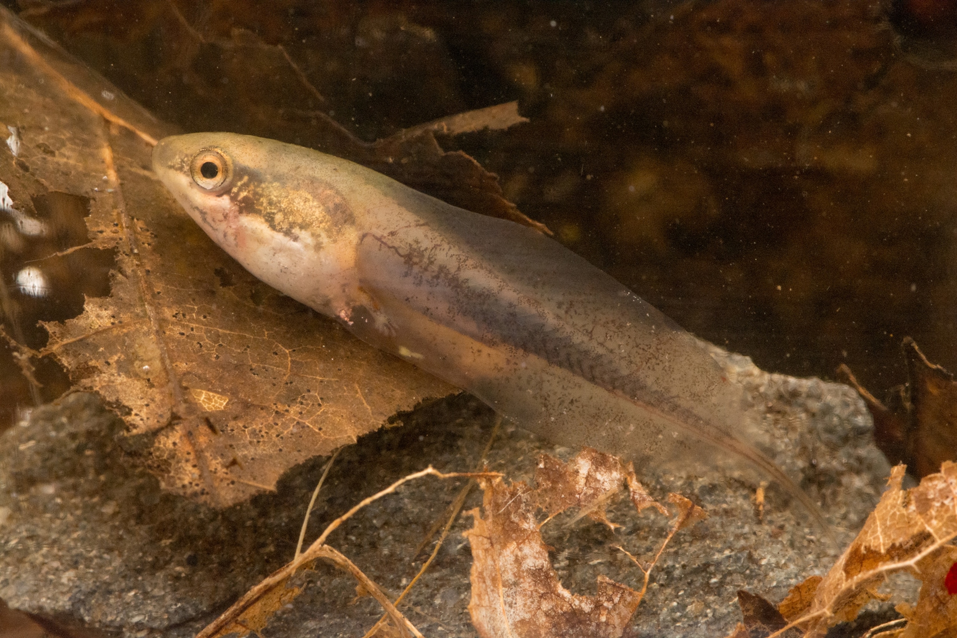 a tadpole