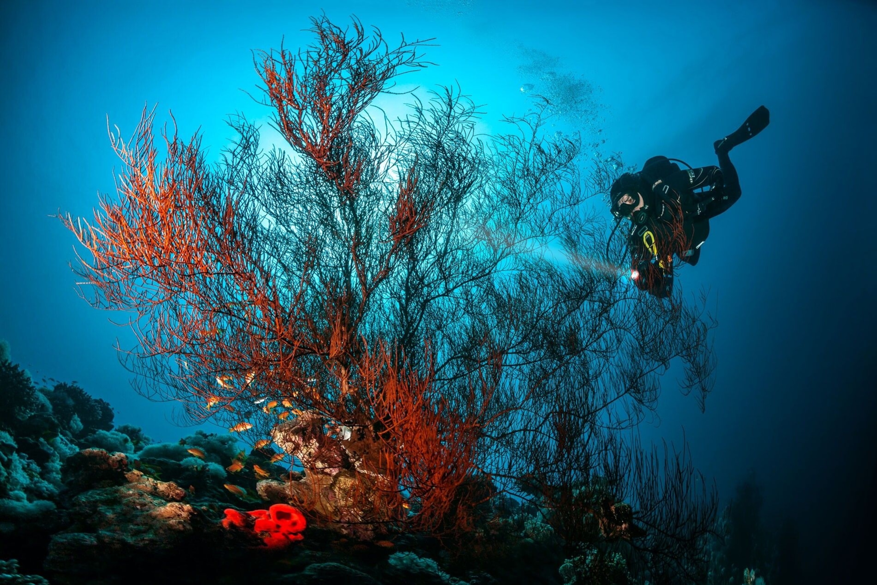 A diver investigates an underwater plant. It is red, lit up by the diver's flashlight.