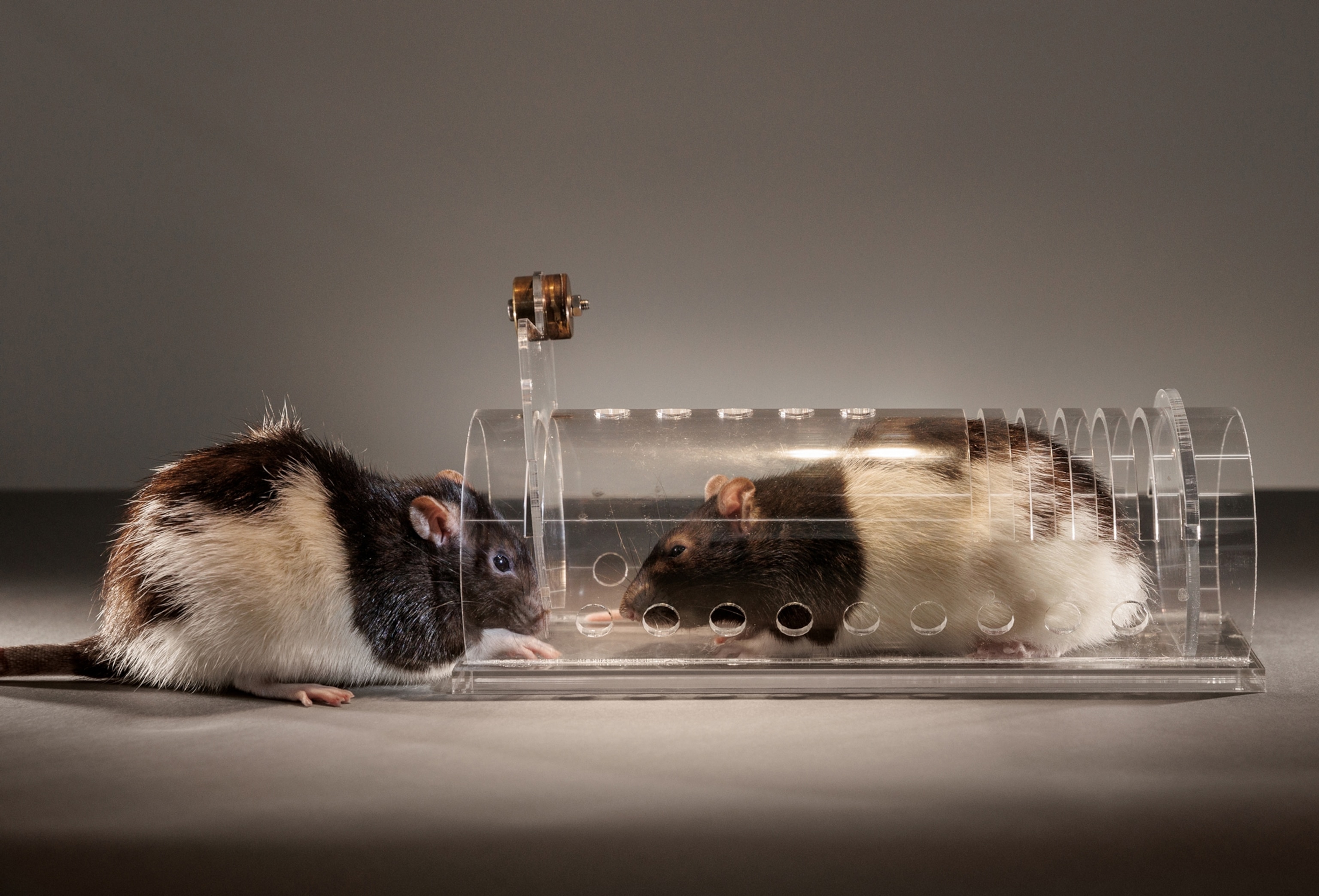 Two brown and white rats sniff for each other while one rat is contained in a clear plastic cylinder with air holes.