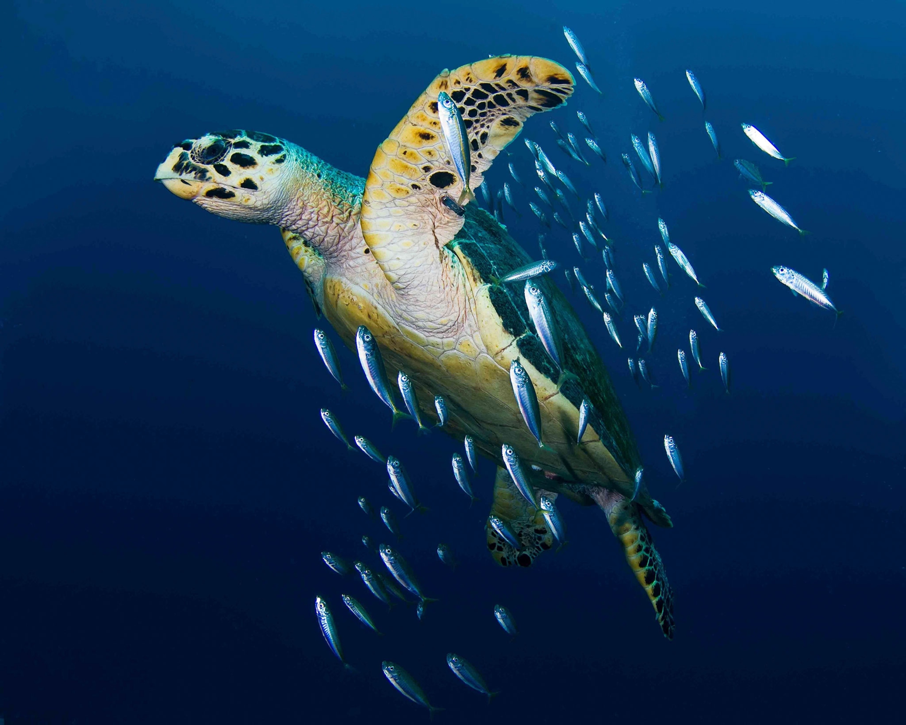 a hawksbill sea turtle swims with baitfish