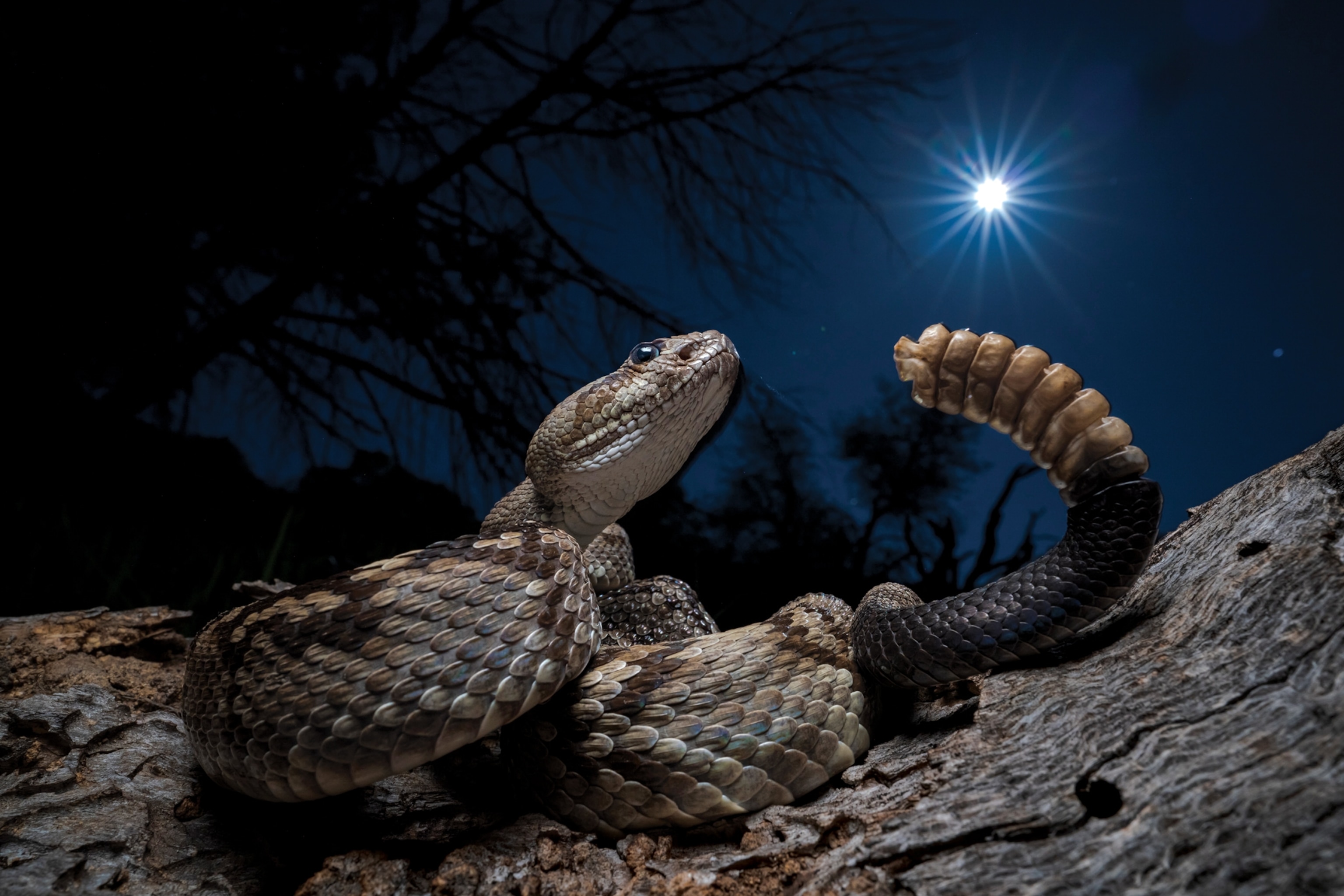 eastern blacktailed rattler photographed at night on the side of a road
