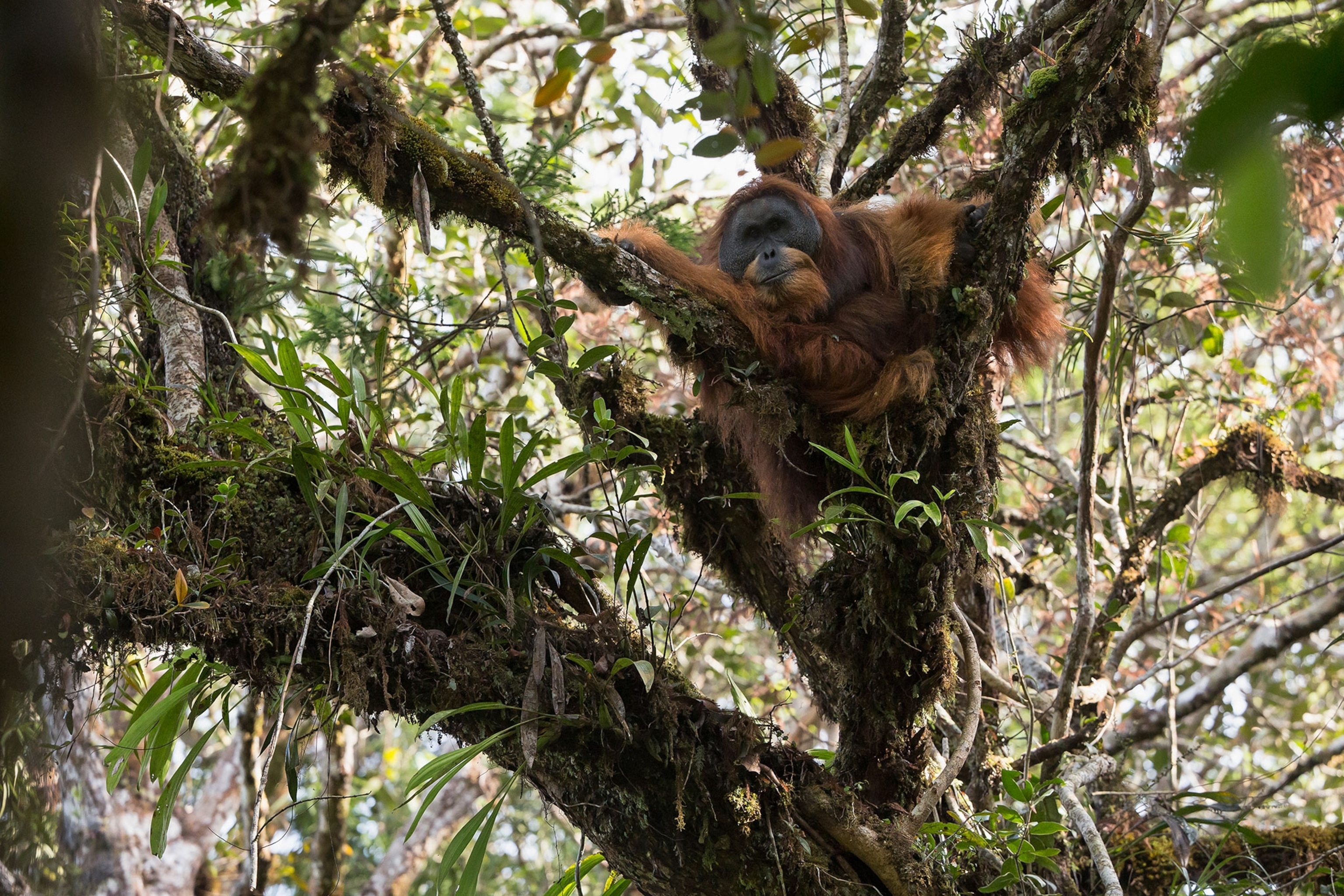 an orangutan