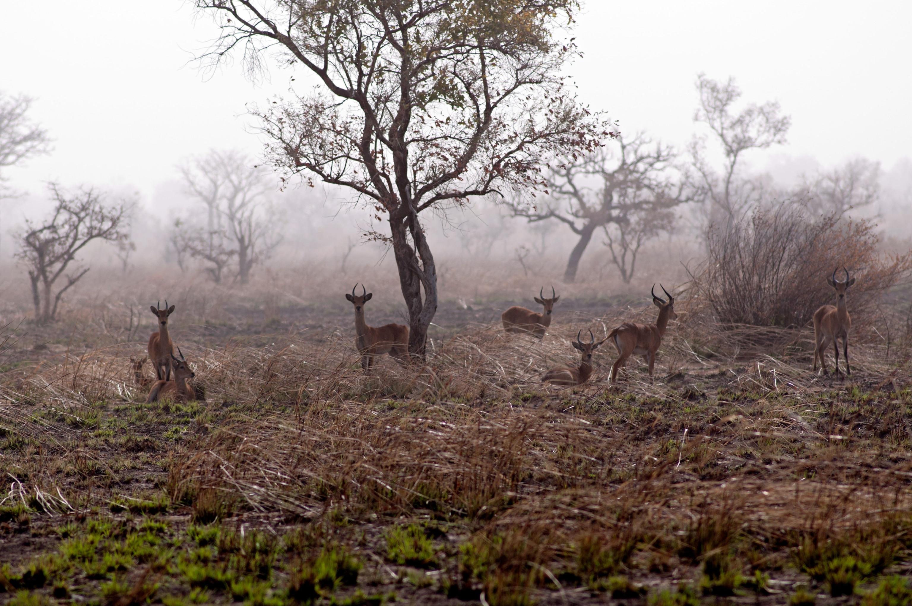 deers at Pendjari National Park