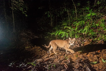 A puma fixes on a camera trap