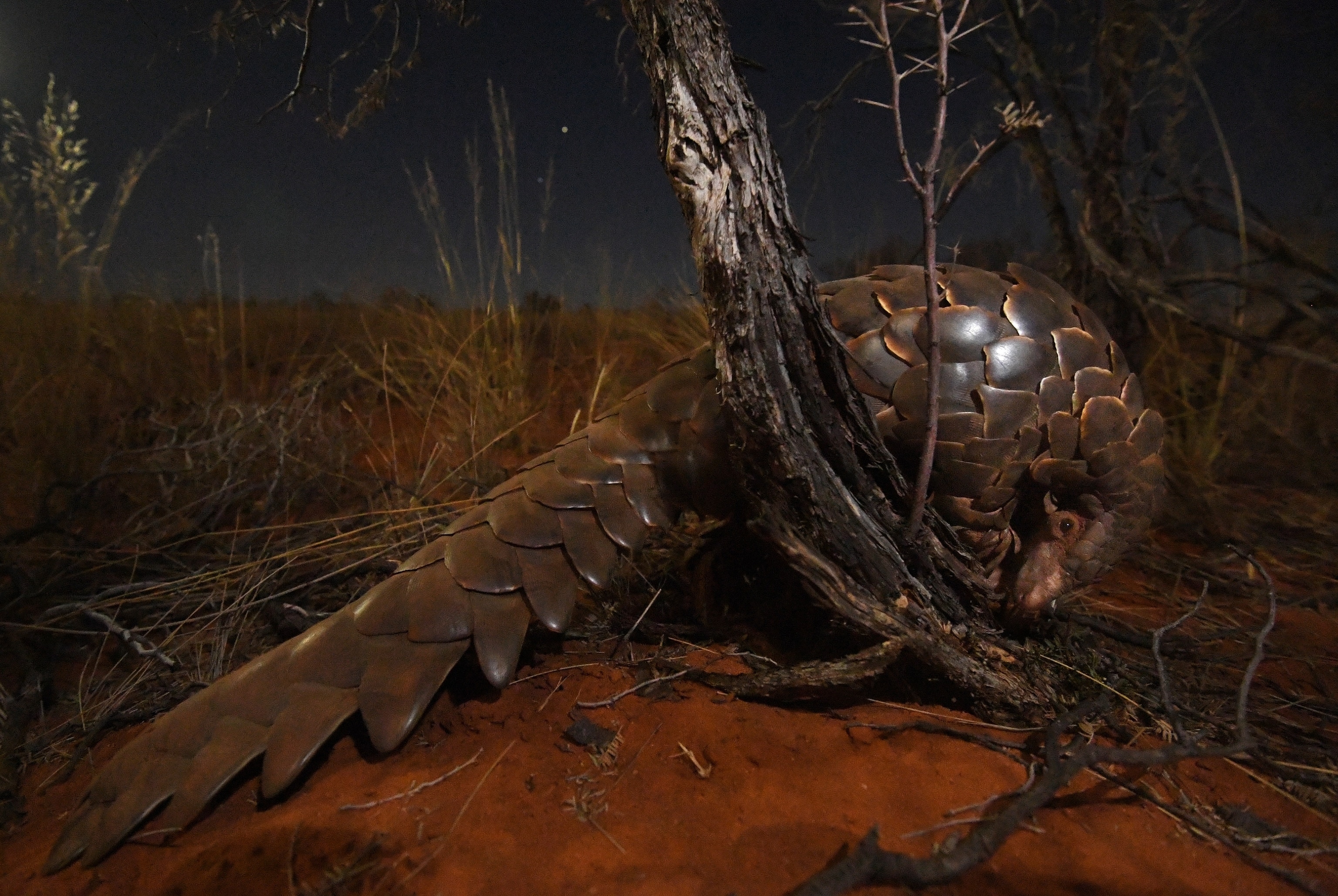 Picture of a pangolin at night, its armored scales reflecting the light of a camera flash.