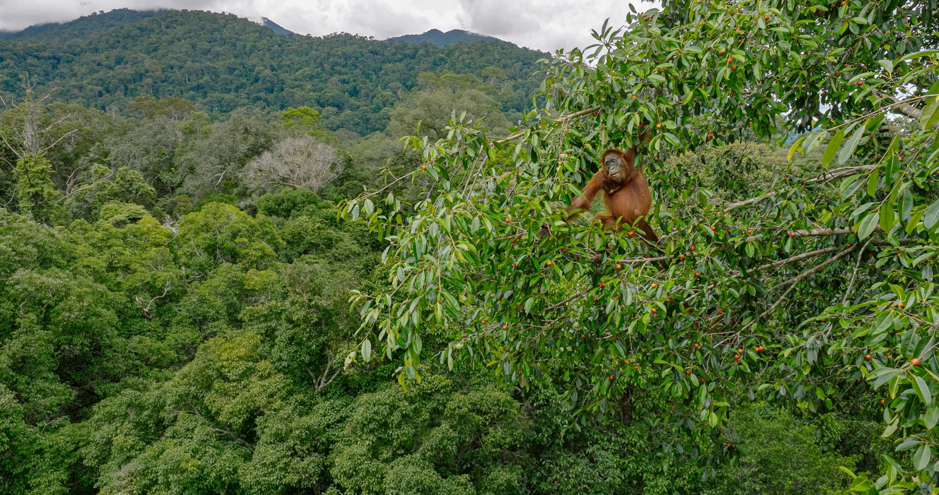 With a vast rainforest behind, a female orangutan is seen foraging for ripe figs in the rainforest canopy. She has one arm above her head holding on to the branch, and the other is reaching for fruit.