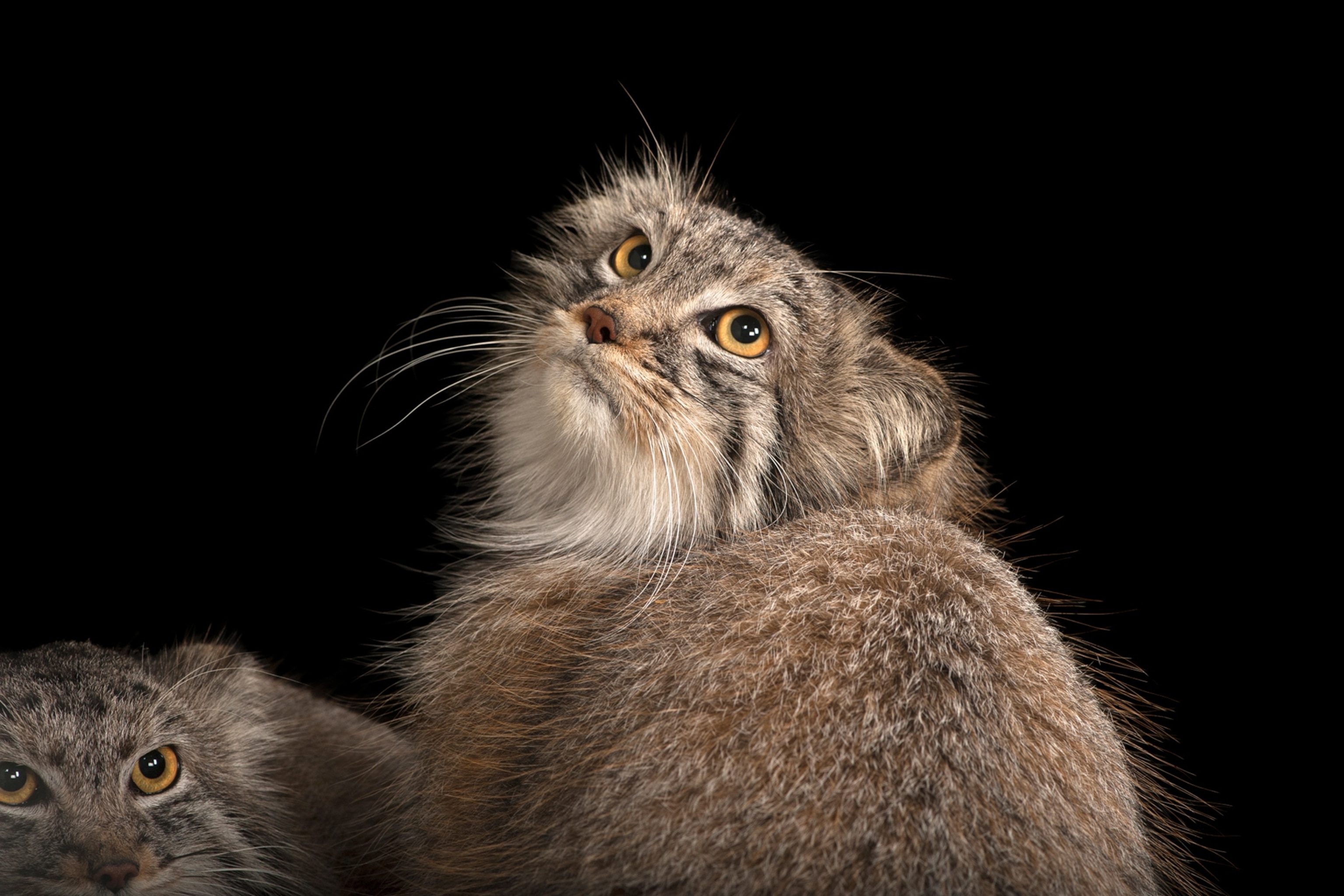 a pallas's cat