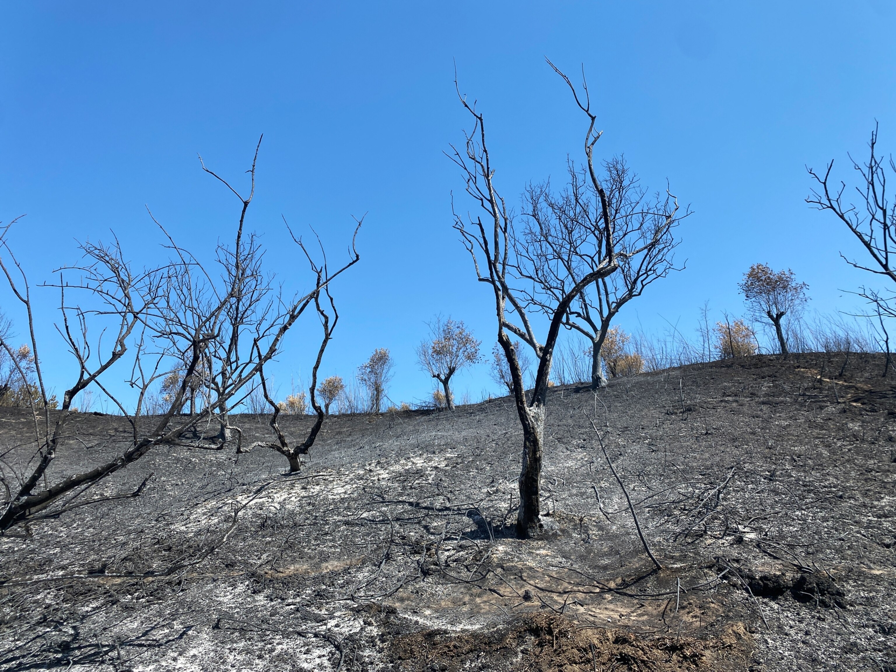 the charred remains of olive trees