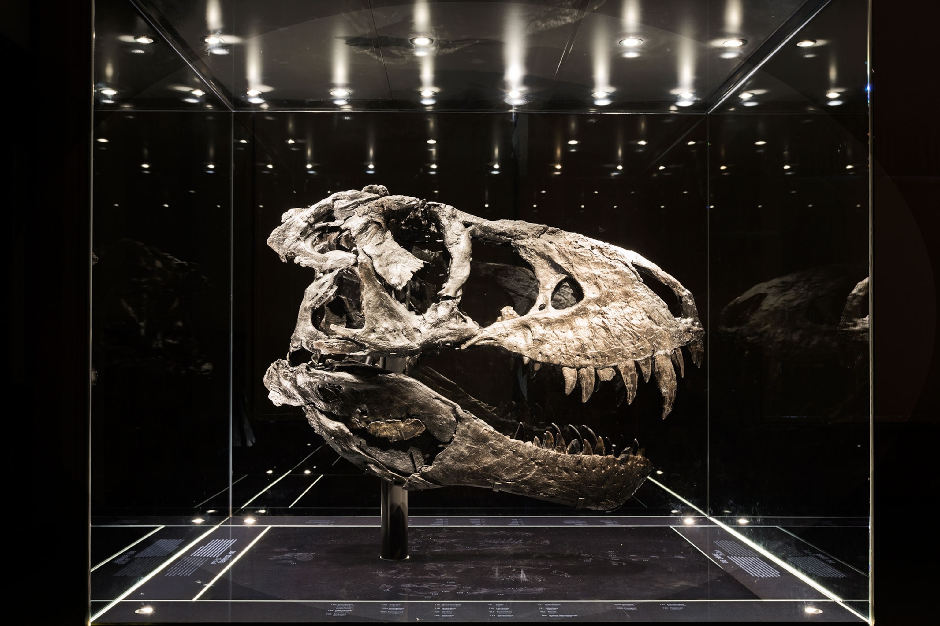a preserved Tyrannosaurus rex skull on display at Berlin's Natural History Museum.