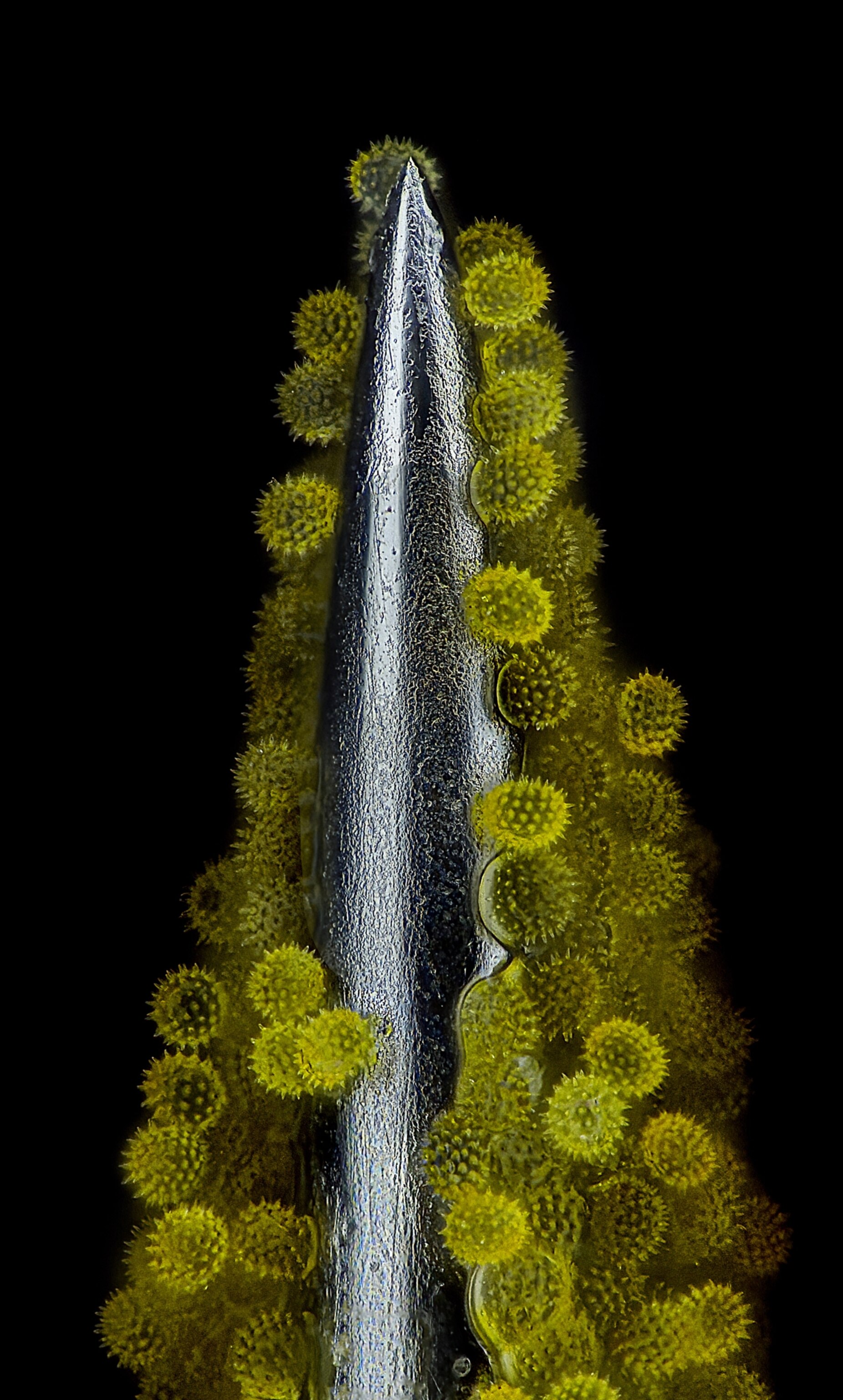 Spiky, yellow balls of pollen sticking to the metal point of an acupuncture needle