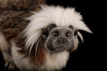 a cotton-top tamarin