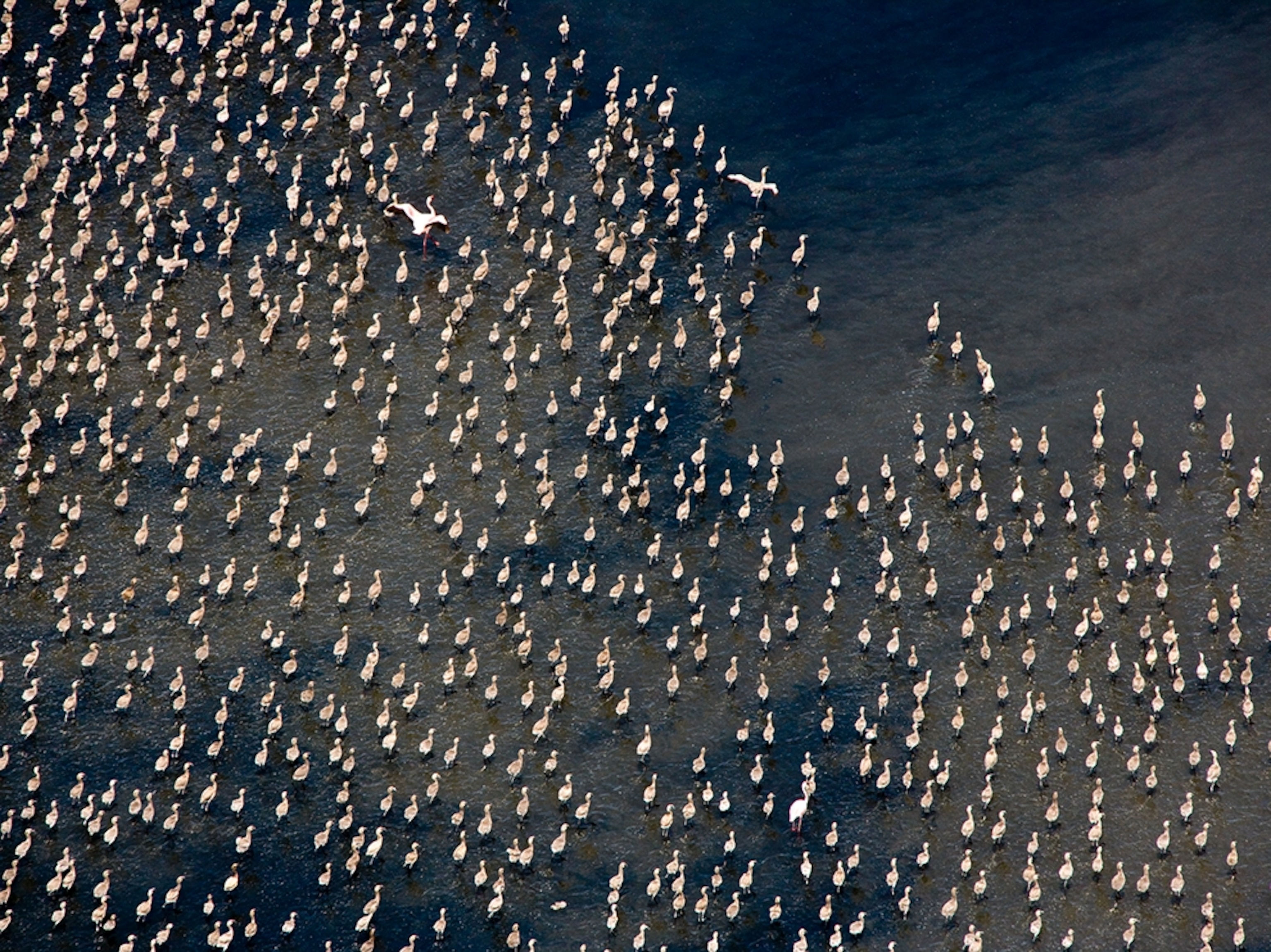 flamingos on Lake Abijatta, Ethiopia