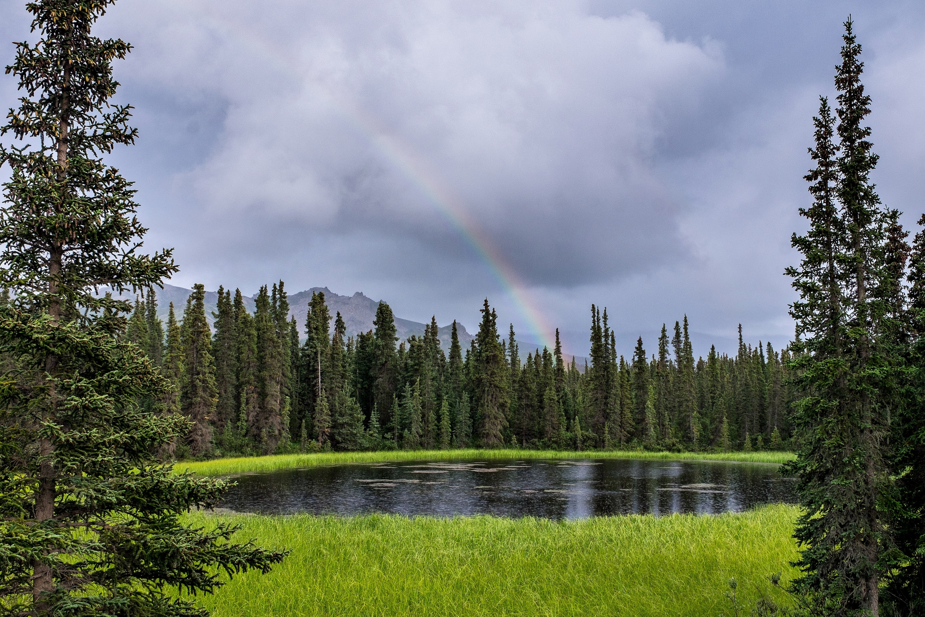 Rainbow over a pond in Denali National Park