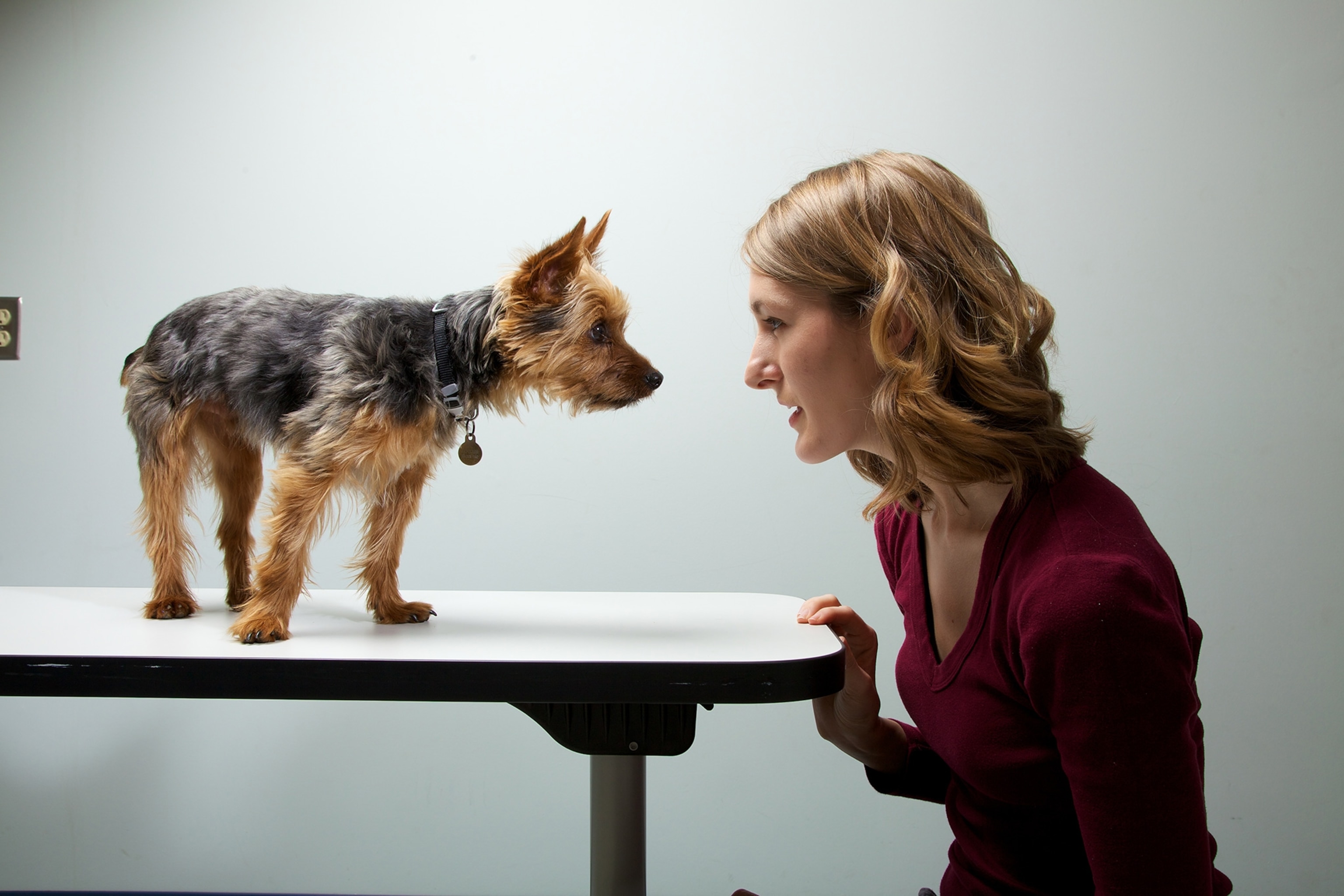 a yorkshire terrier