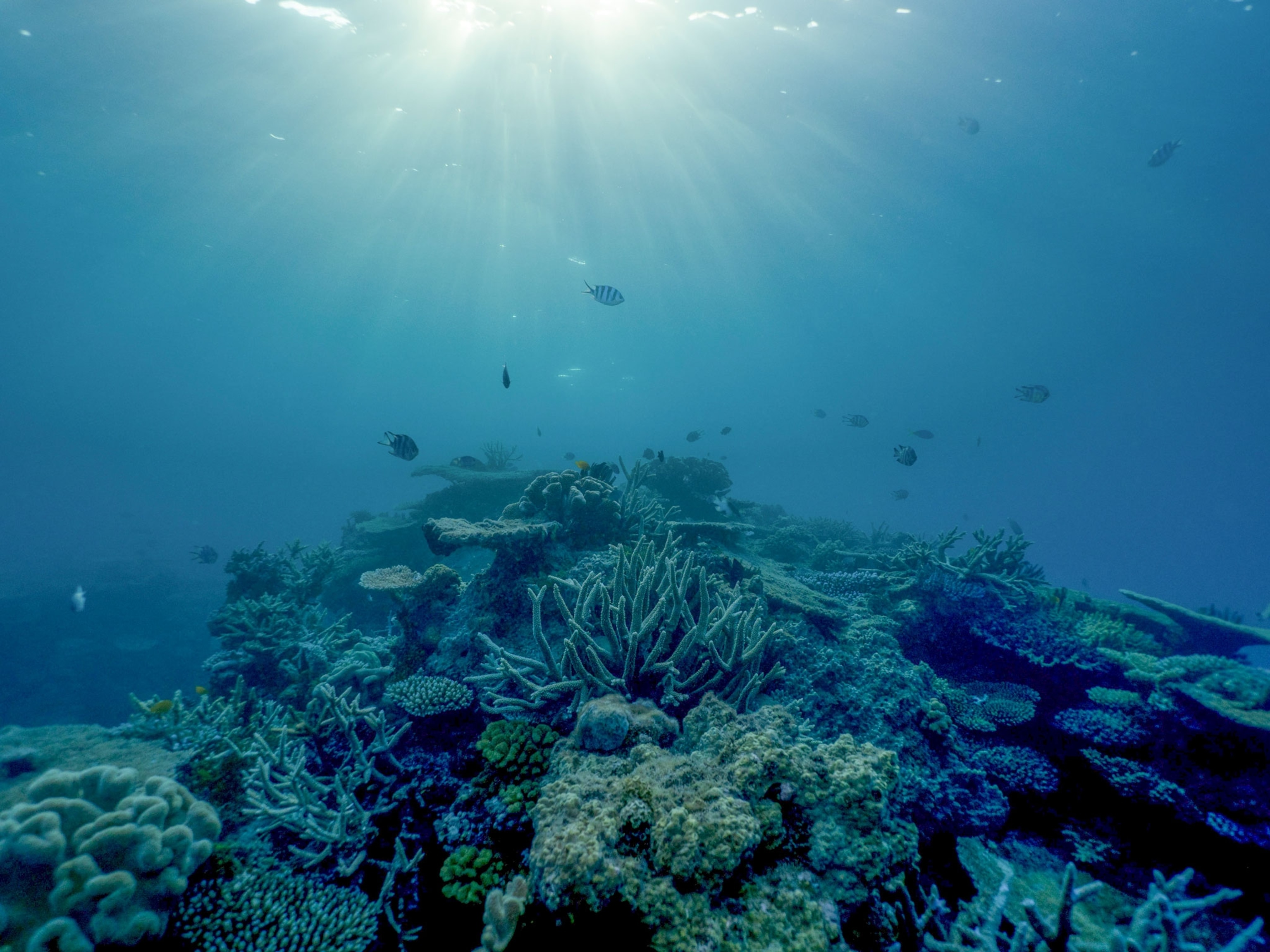 afternoon light filters through the surface of the water down onto a reef system