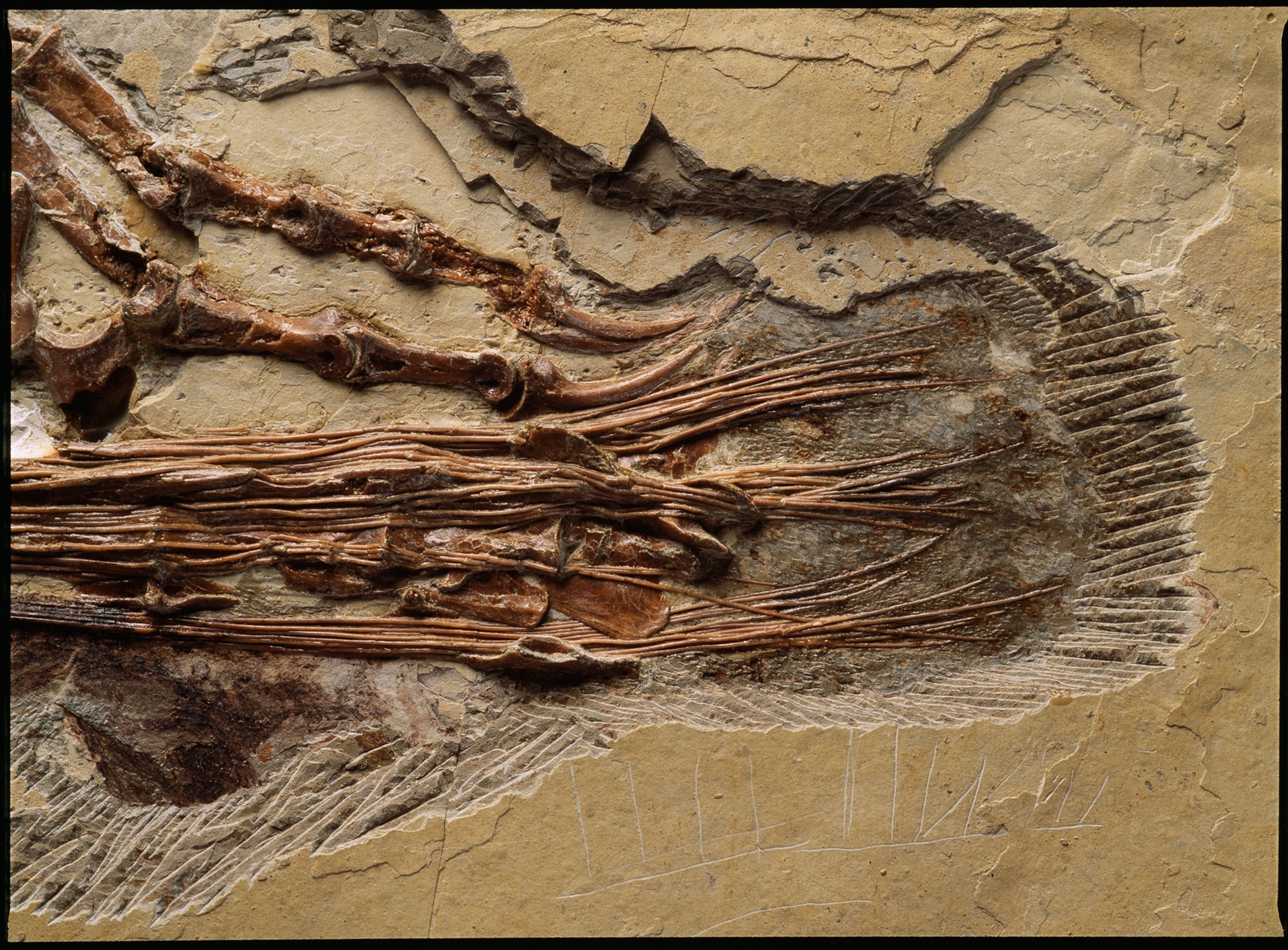 Sinornithosaurus millenii fossil.