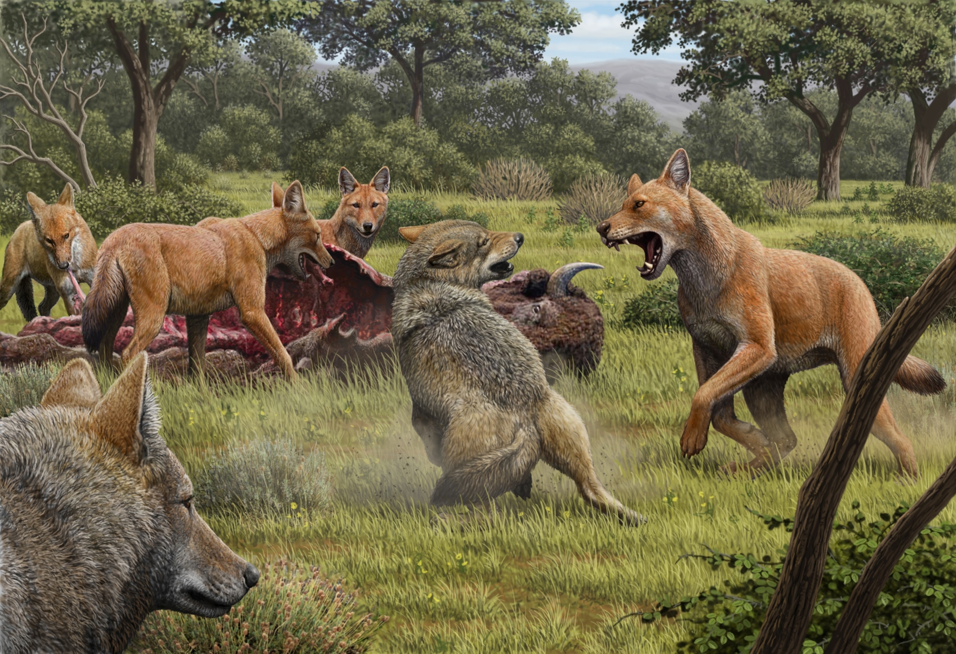 an illustration of wolves fighting for a dead bison