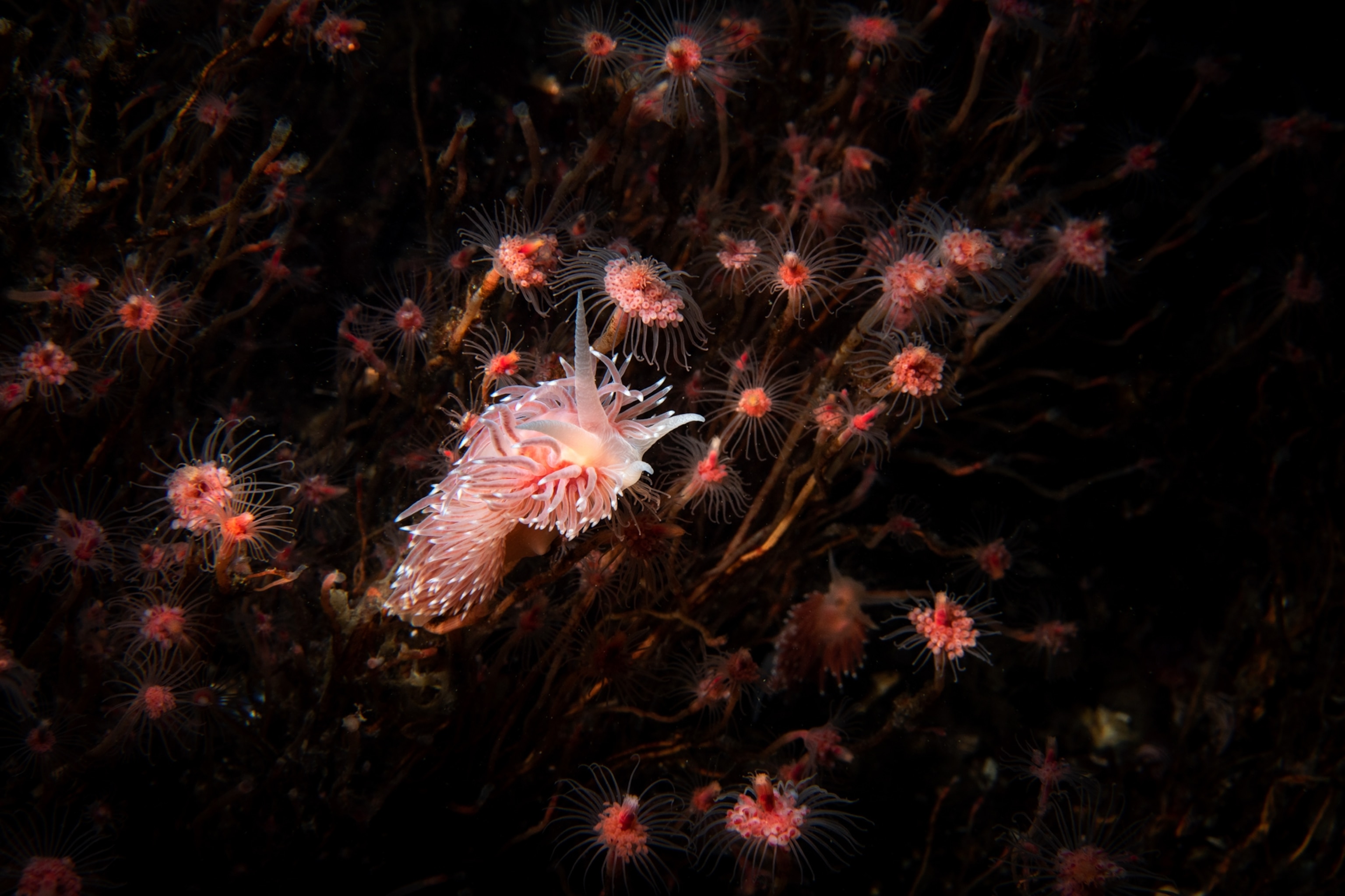 Dozens of sea slugs float through dark waters.