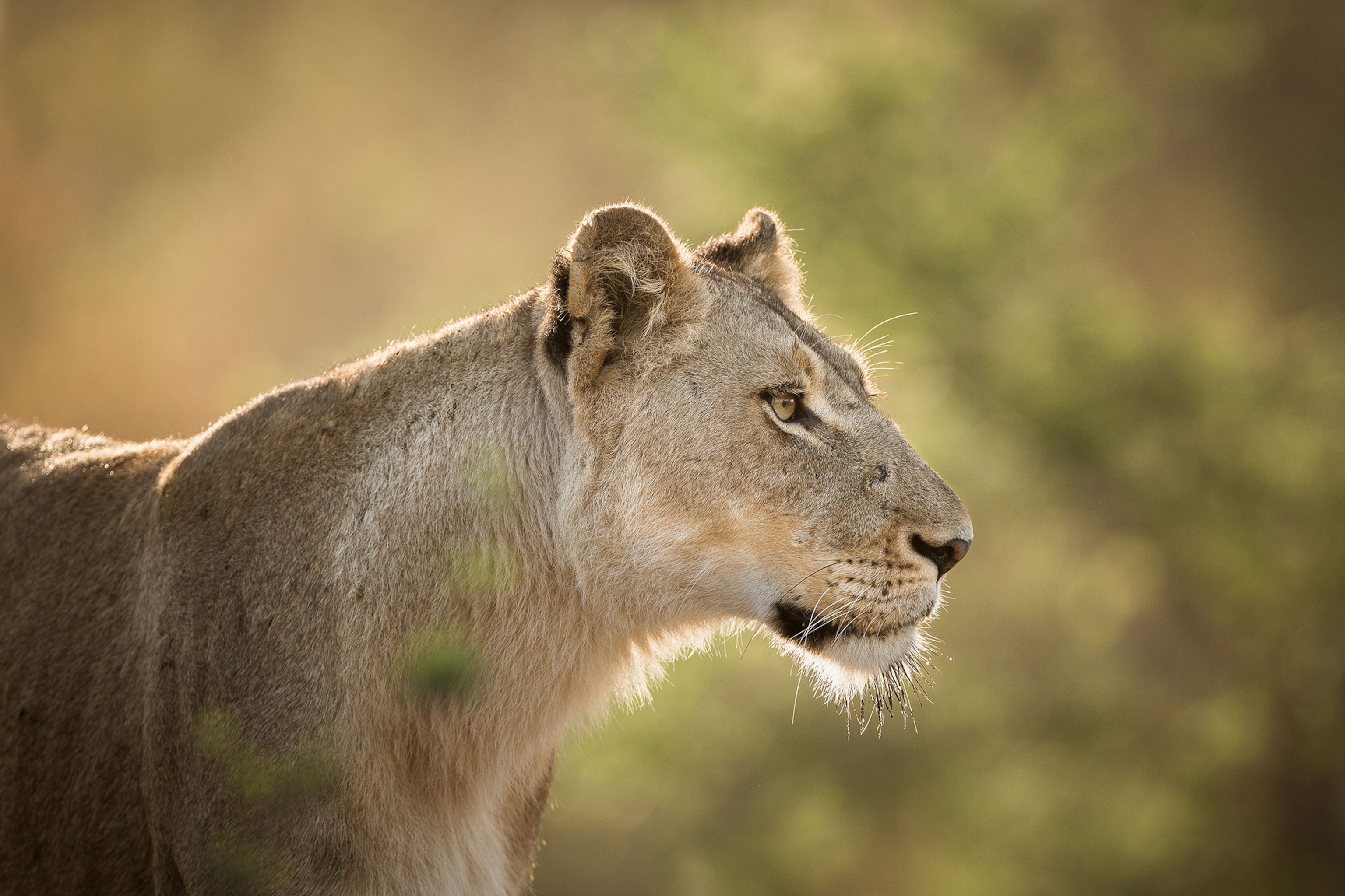 a female lion in South Africa