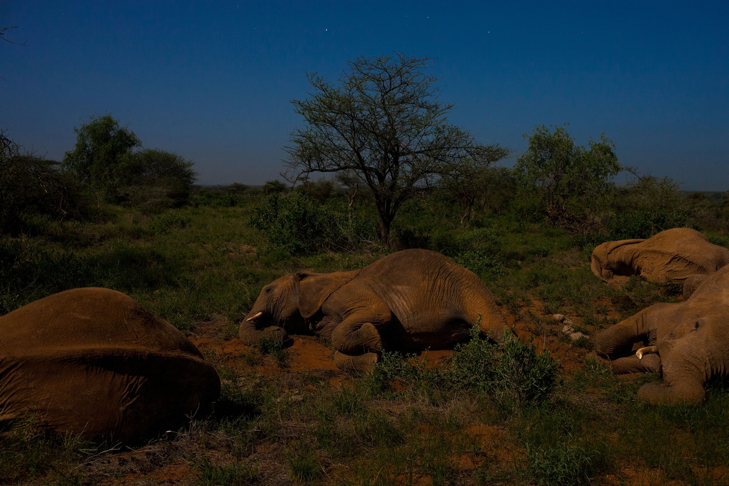 elephants