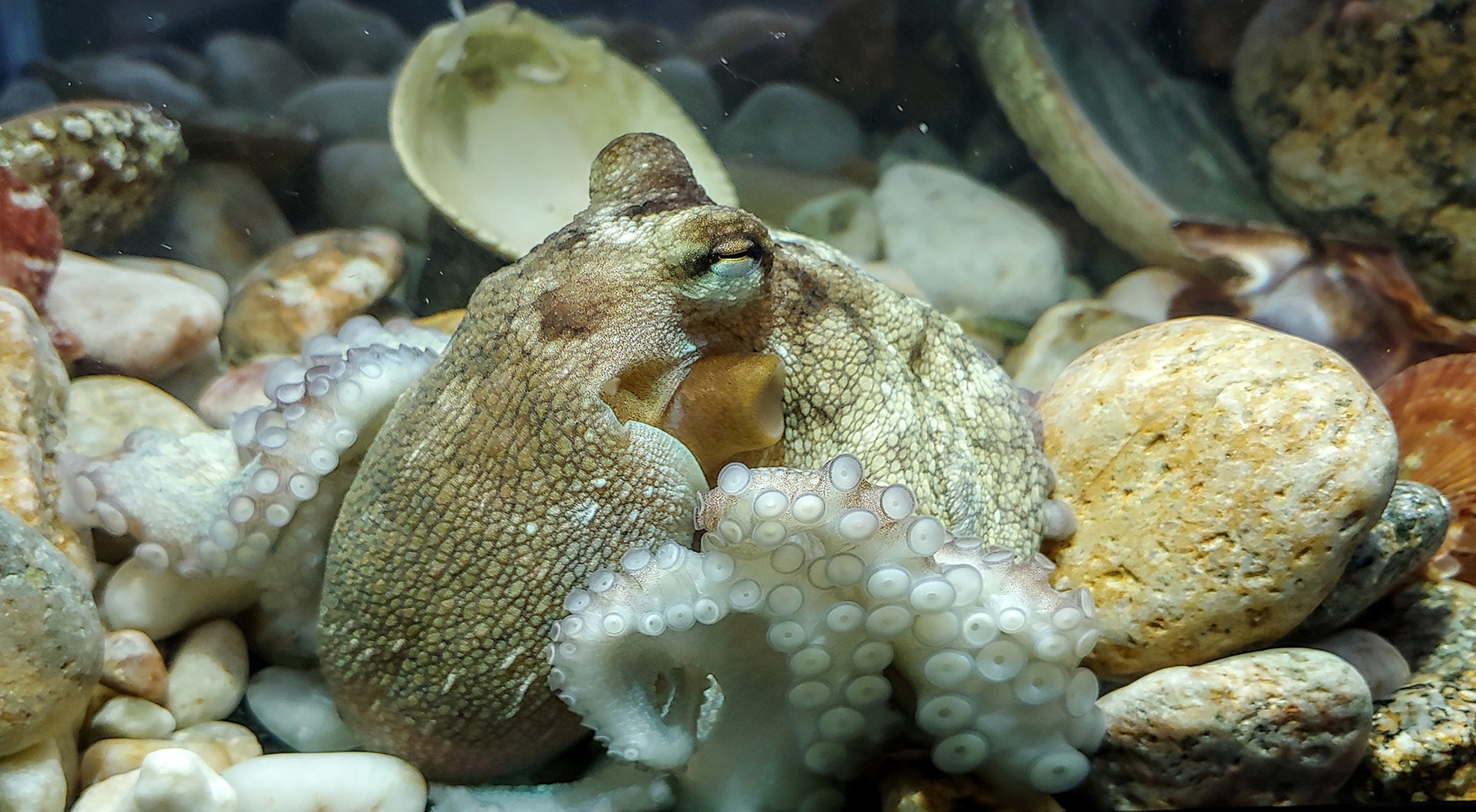 a common octopus