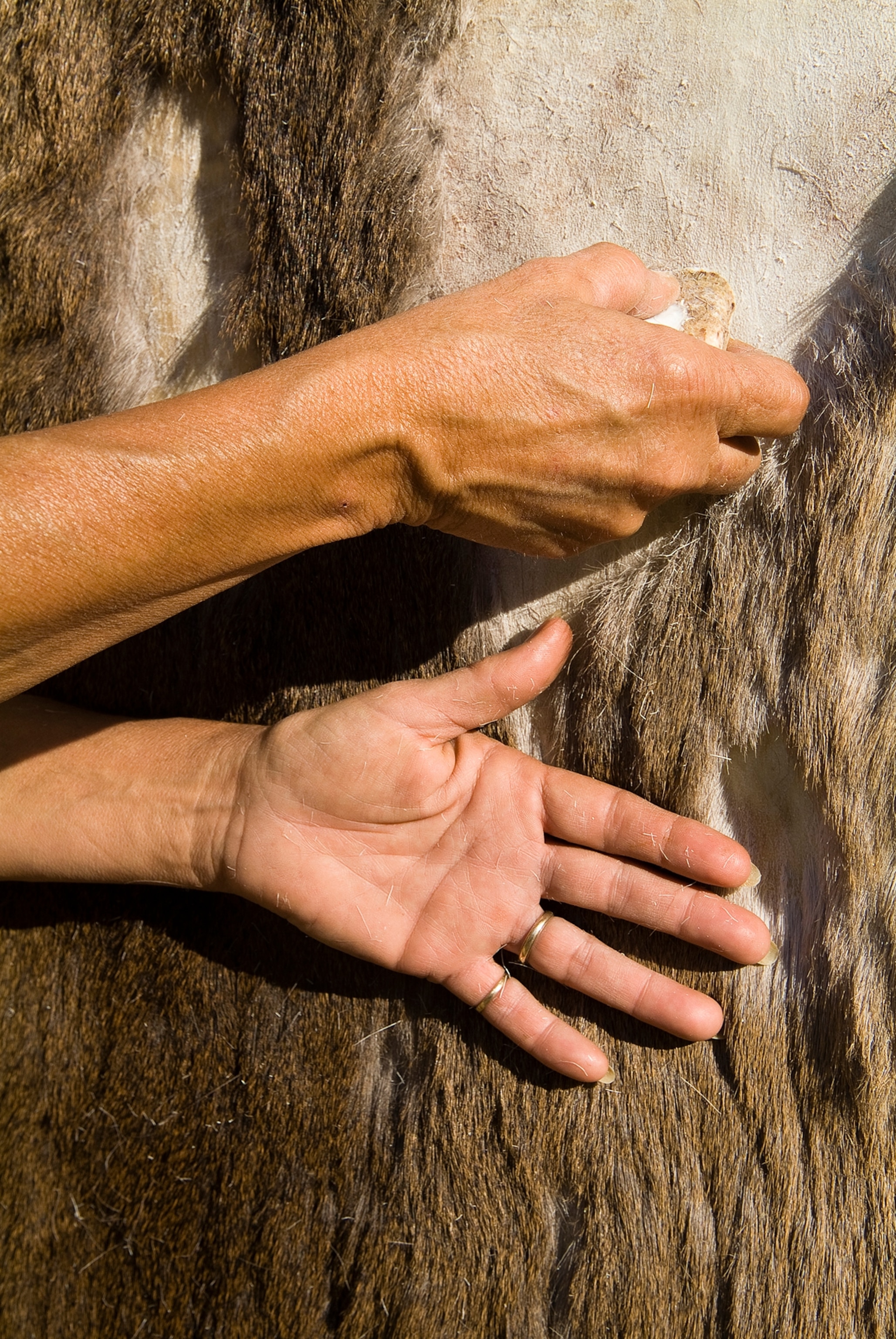 Cleaning a deer skin with a sea shell, native american technique.