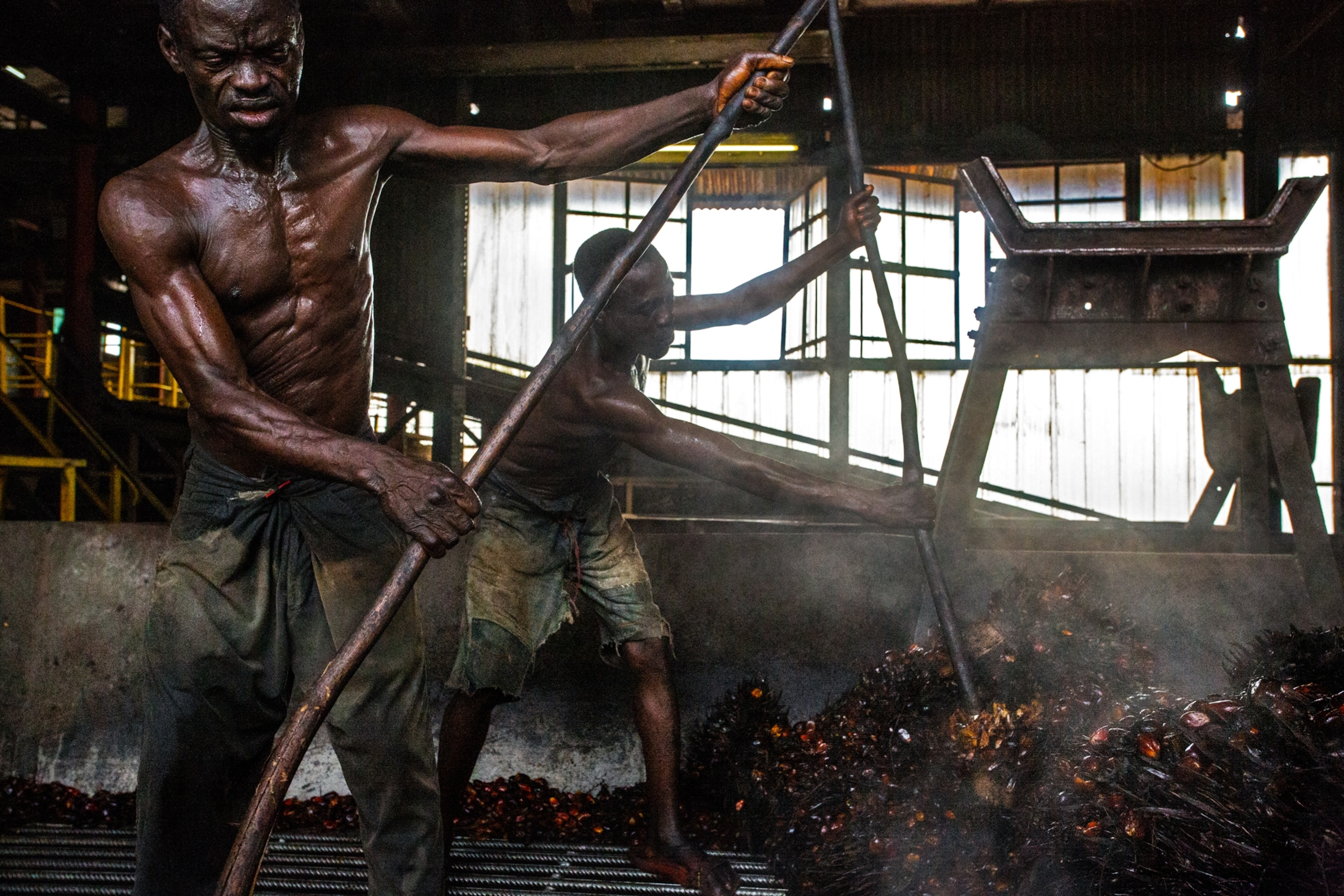 workers at a mill in the Democratic Republic of the Congo move palm fruit from a steamer