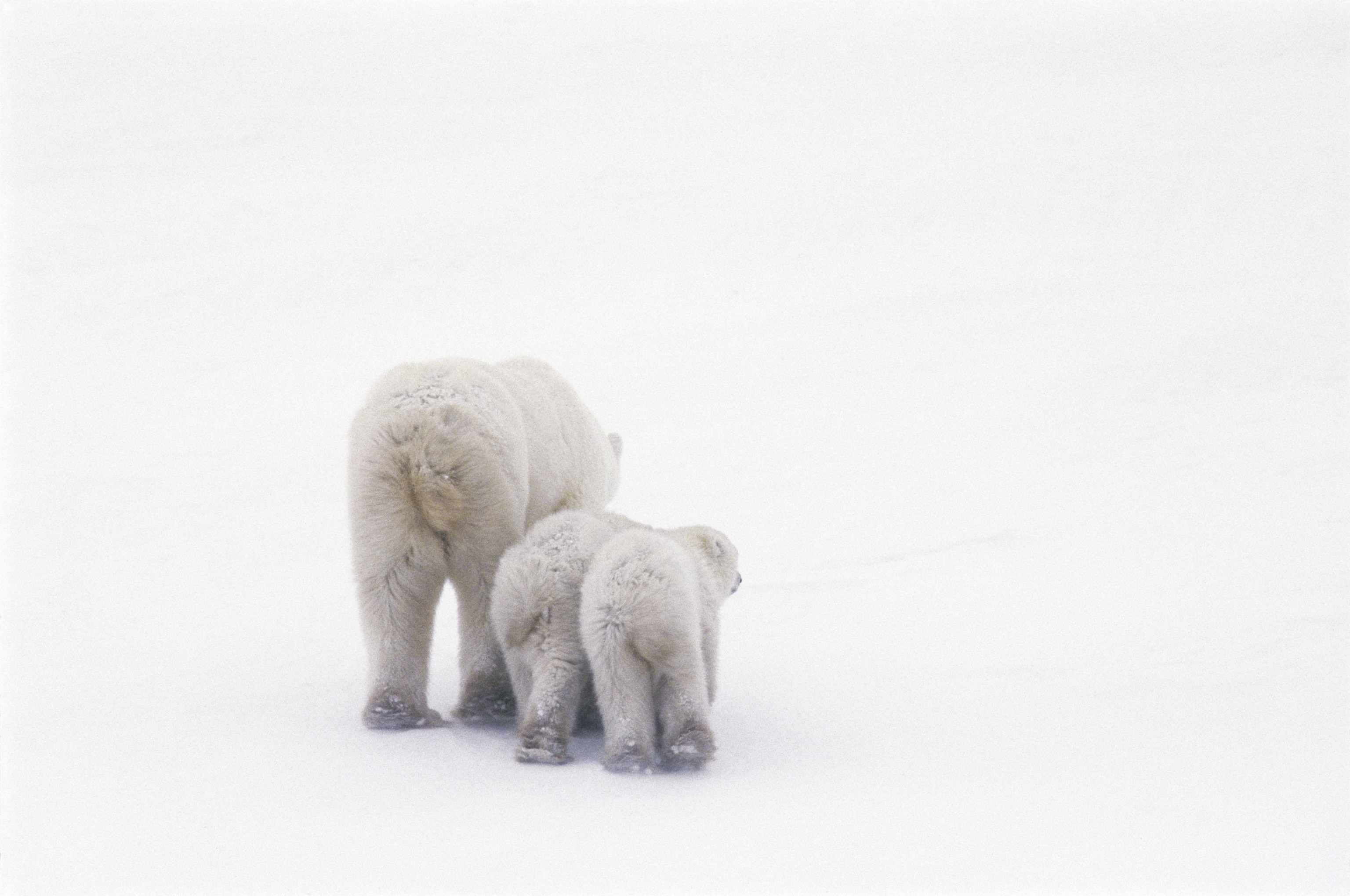 a rear view of polar bear (Ursus maritimus) and two cubs
