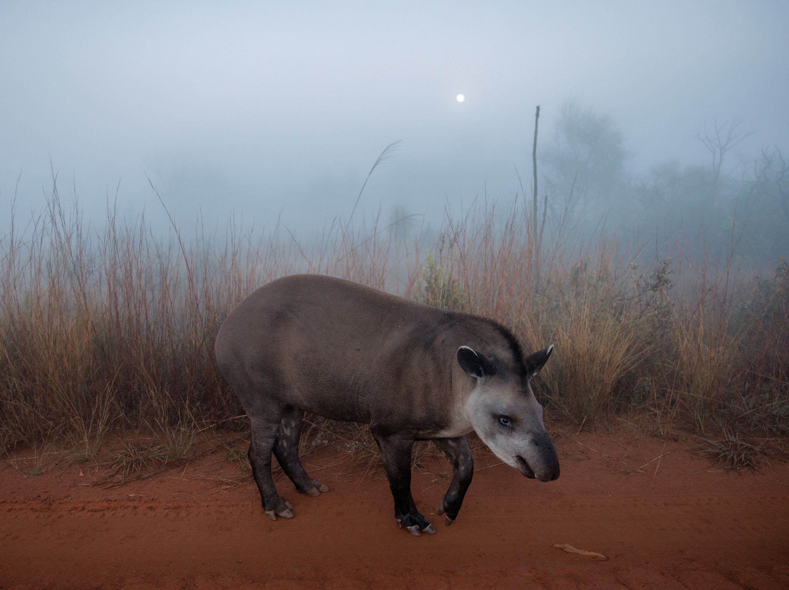 A rhino-like lowland tapir ambles through Brazil’s Emas National Park.