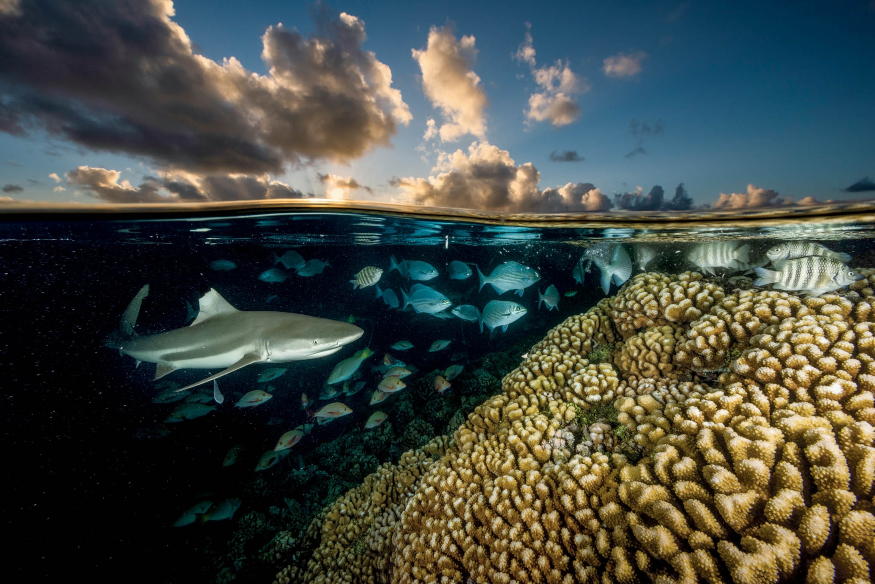 sharks along a reef