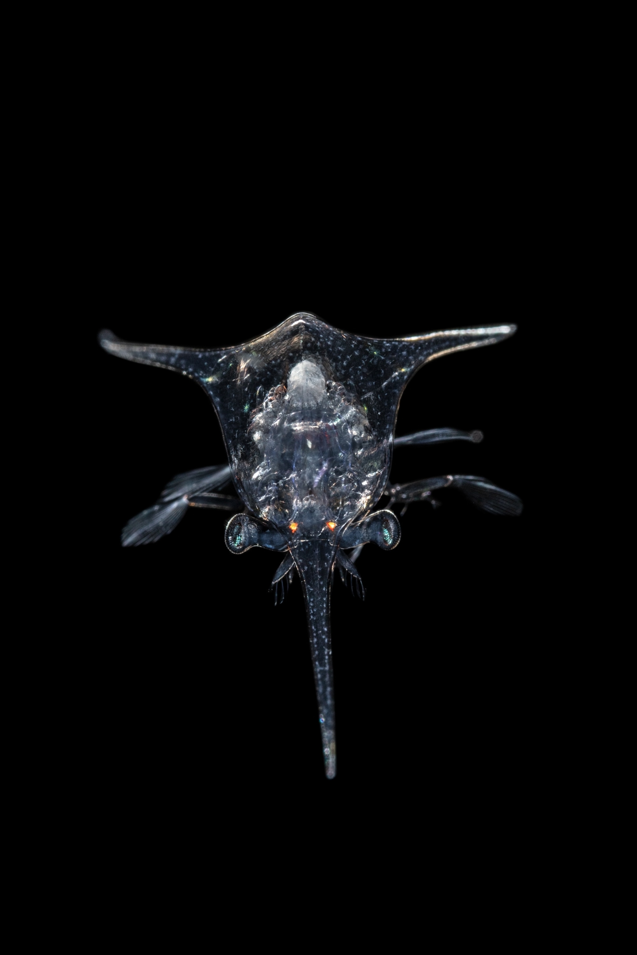 Translucent creature with spikes and long tail.