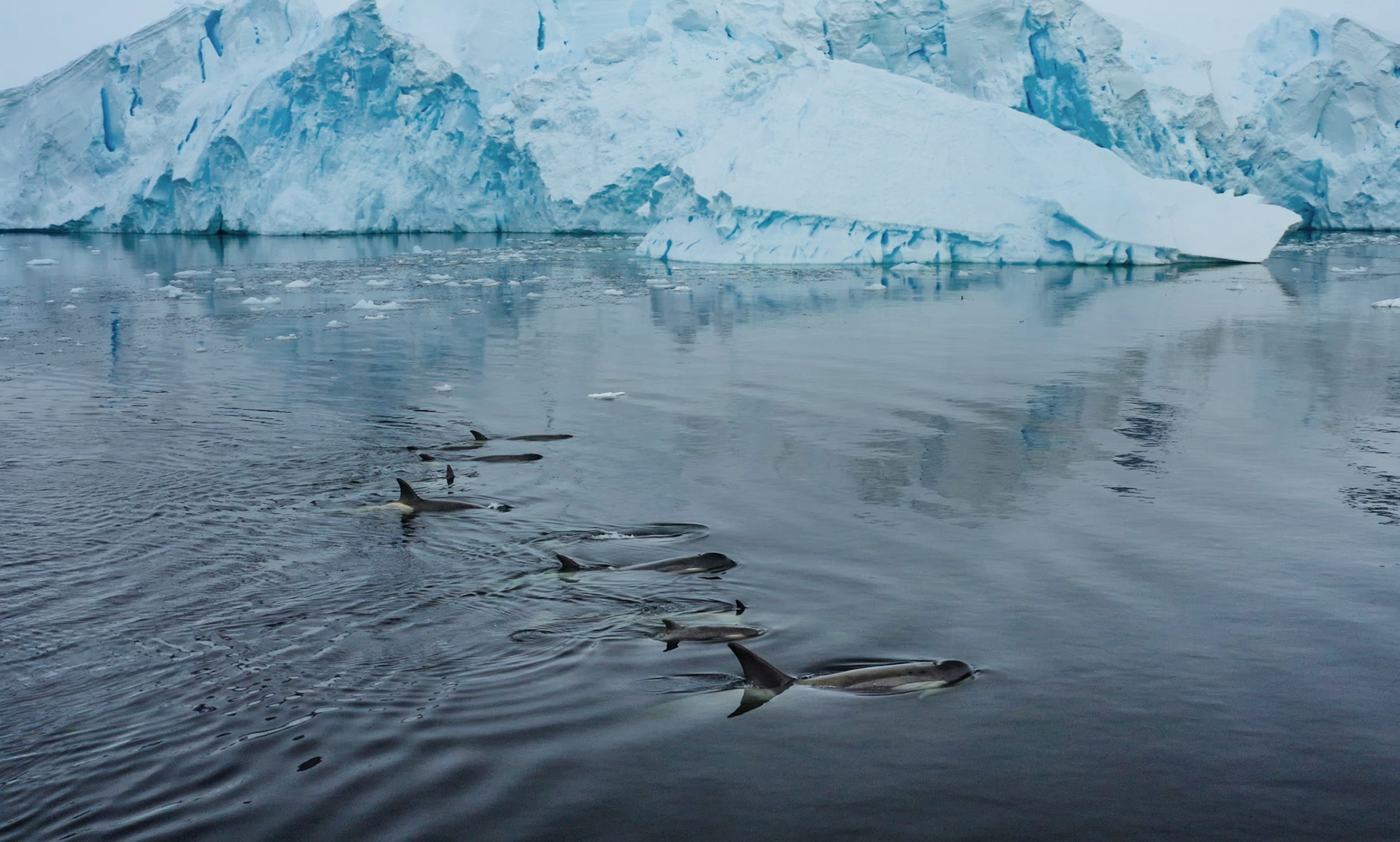 a pod of nine killer whales swimming in a line side by side near a very large glacier.