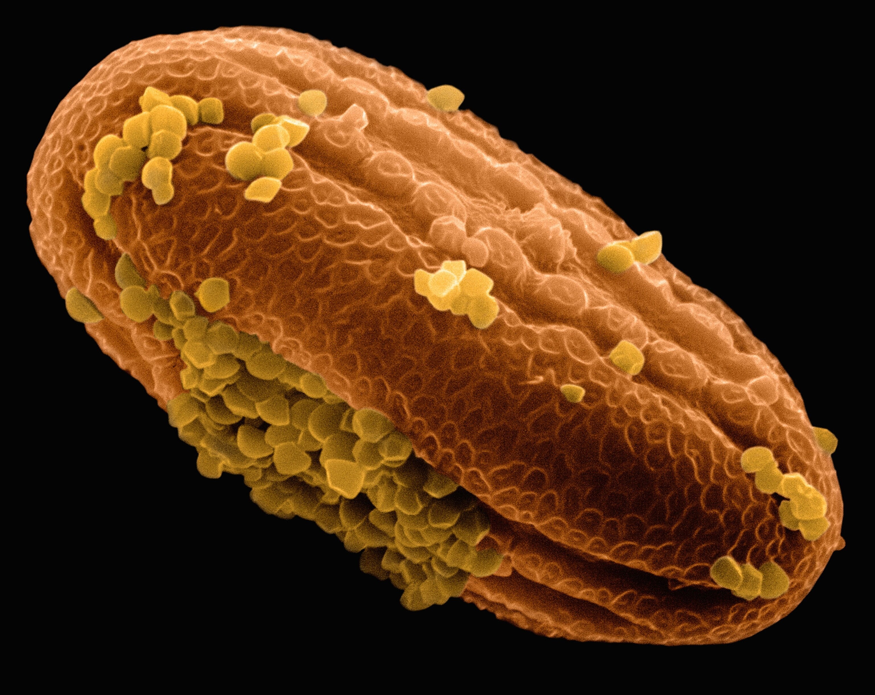 shrimp plant pollen magnified