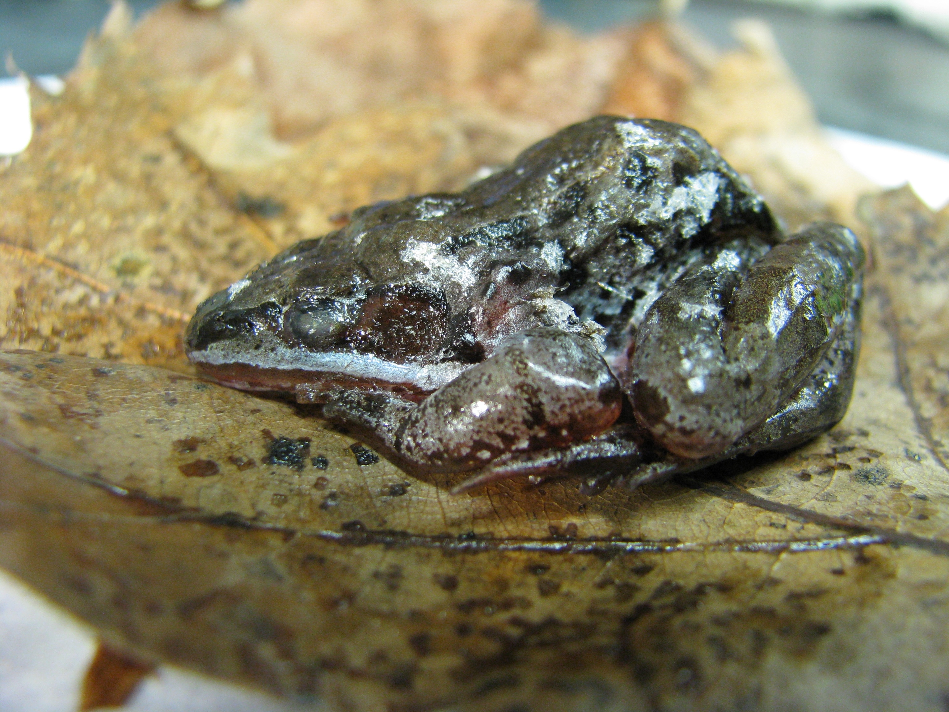 A wood frog sleeps on a leaf.