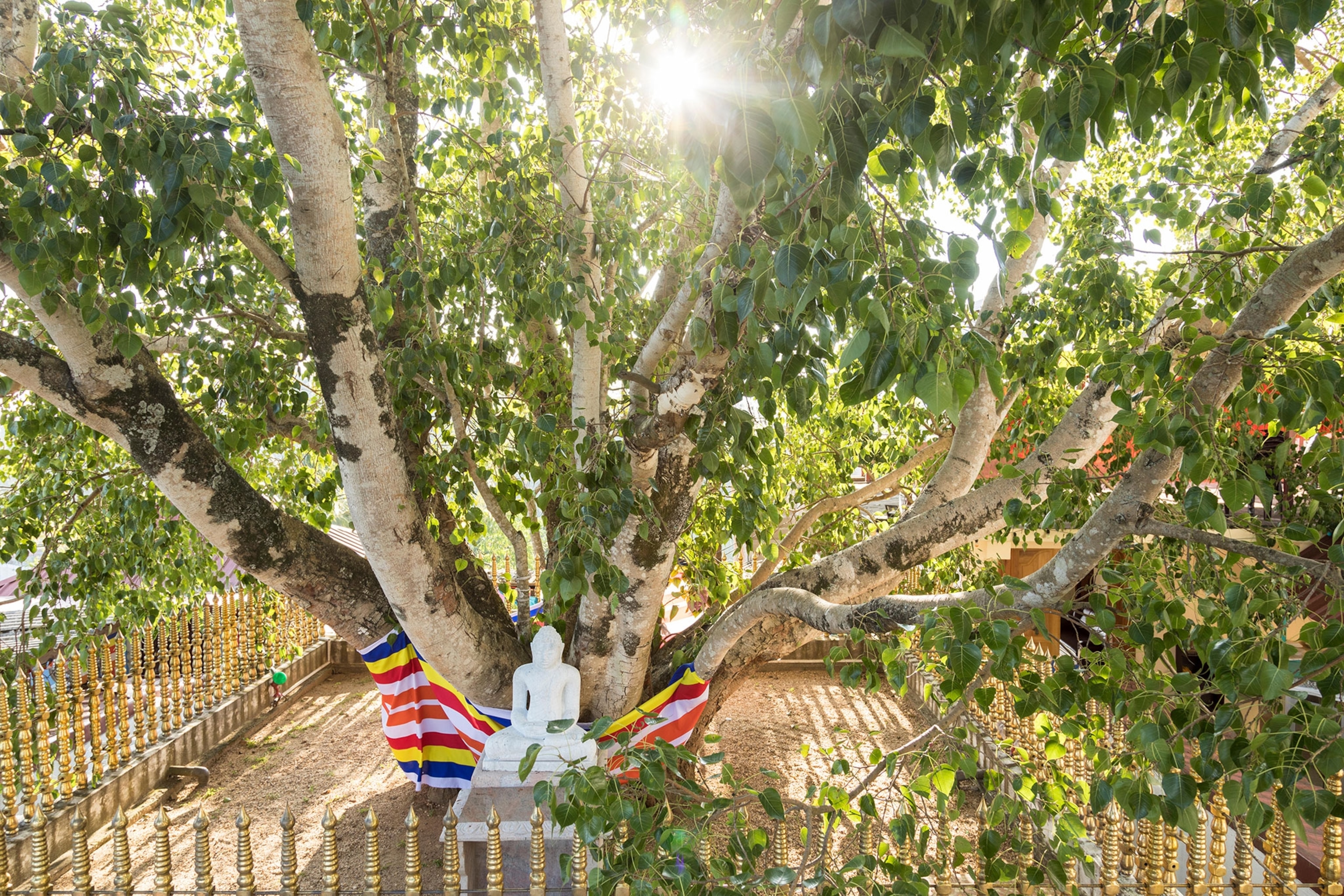 a buddha statue at the base of a tree