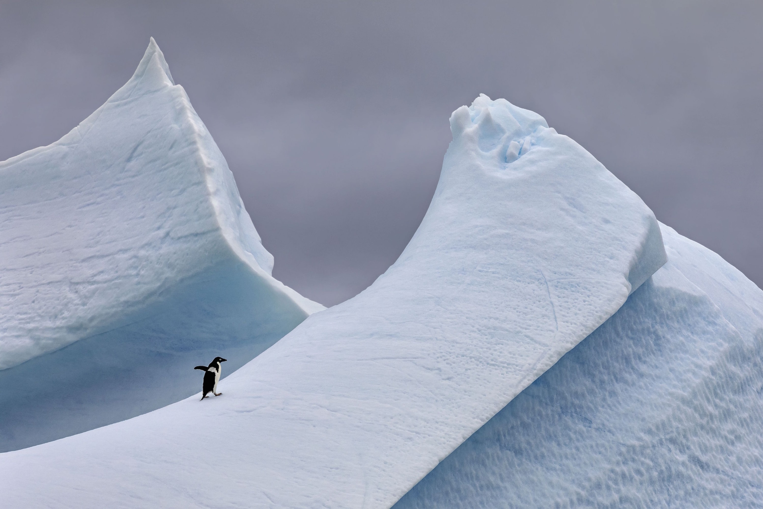 adelie penguin on iceberg in Antarctica