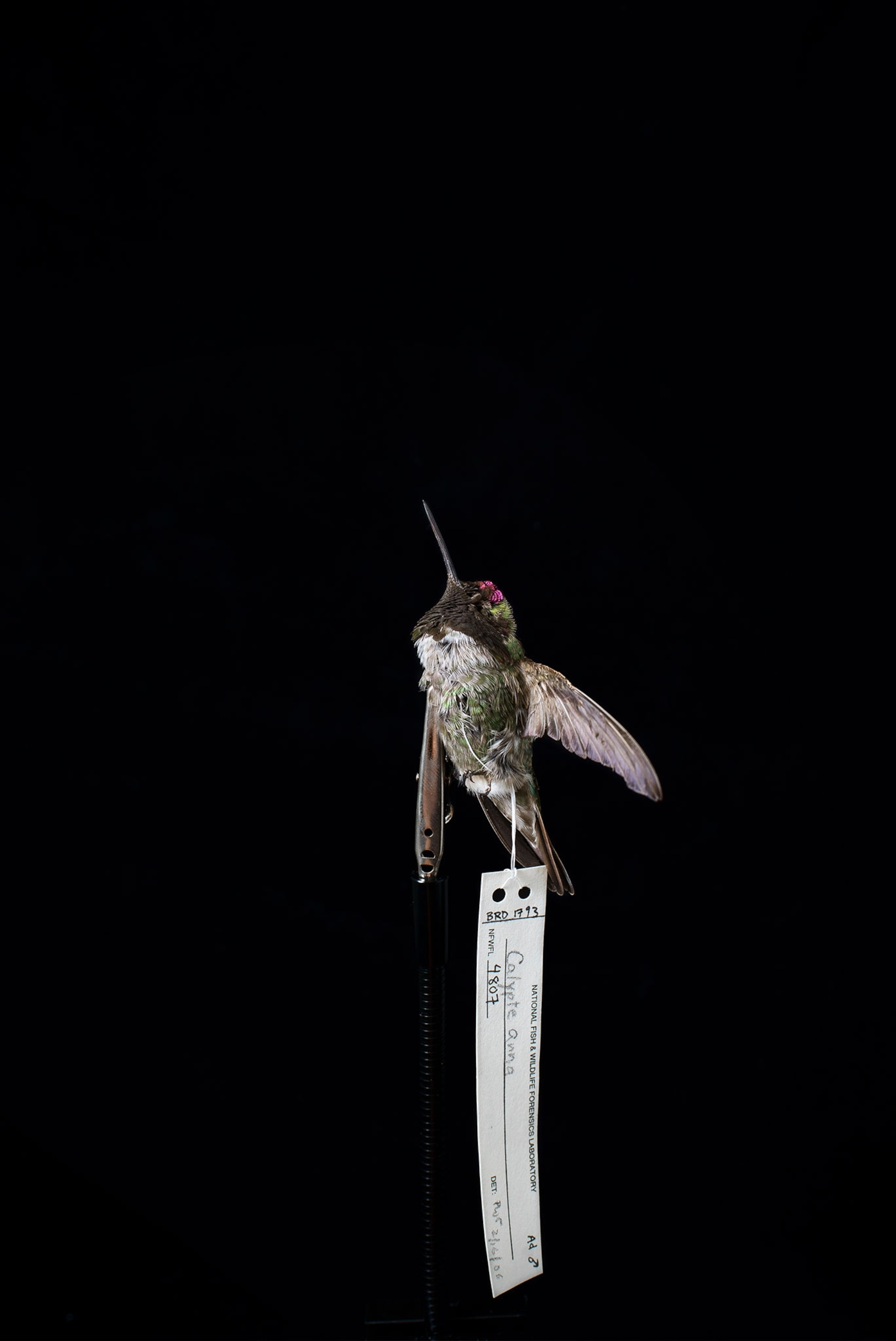 a dead hummingbird