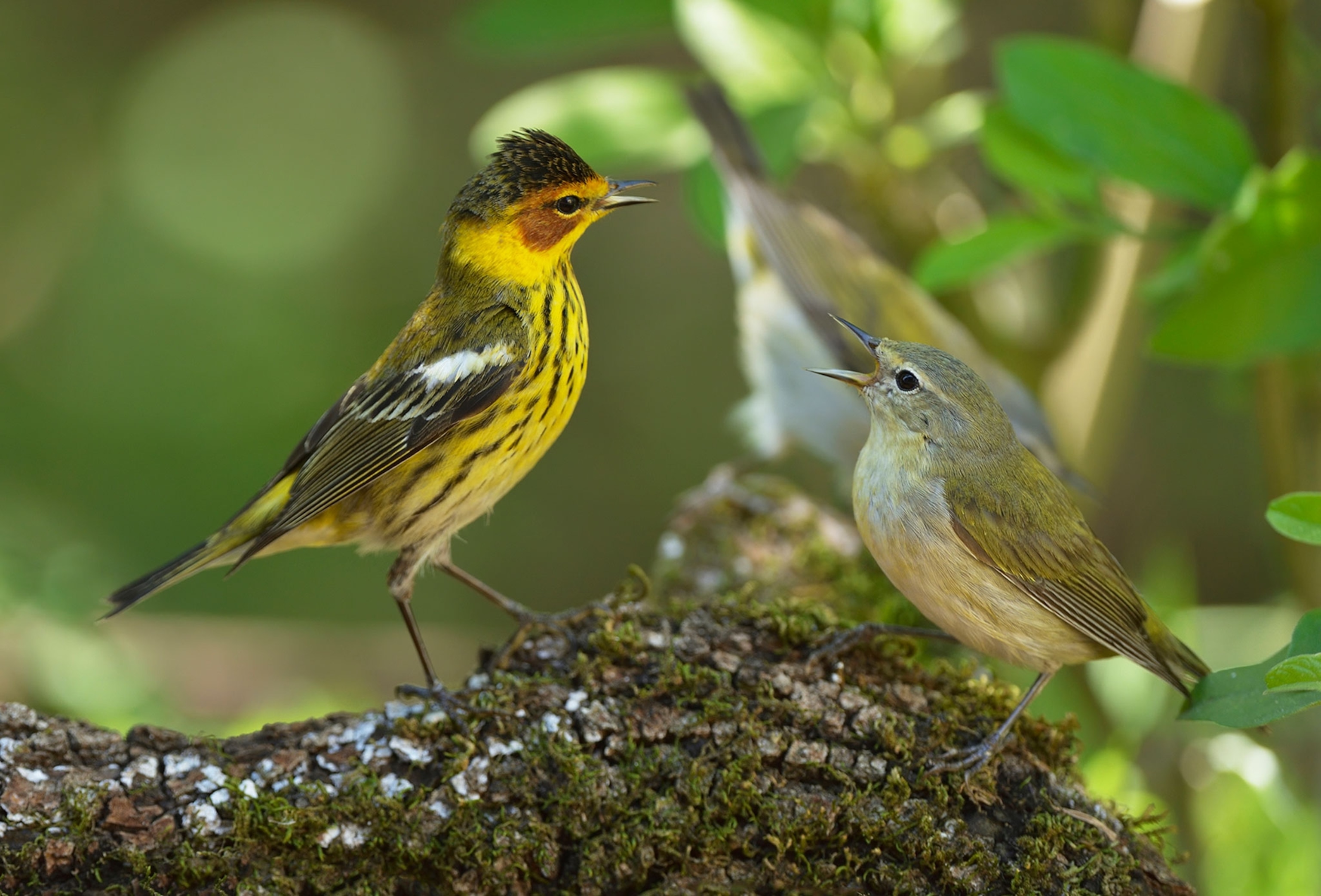 Two birds sit on a tree branches facing one another with their beaks open. The bird on the left is yellow and black, and the bird on the right is green, brown and beige blending into the leaves and other bird in the background.