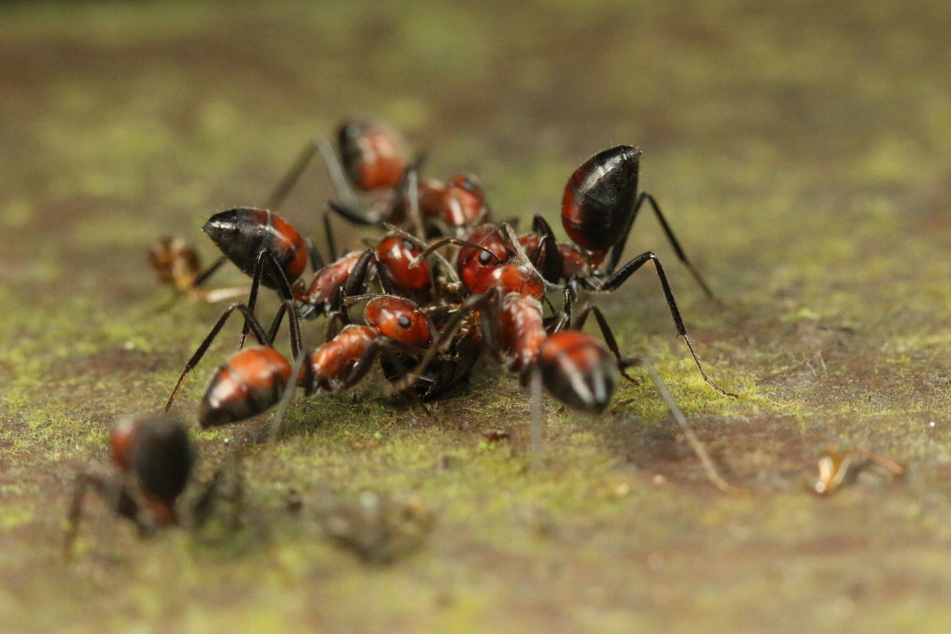 ants