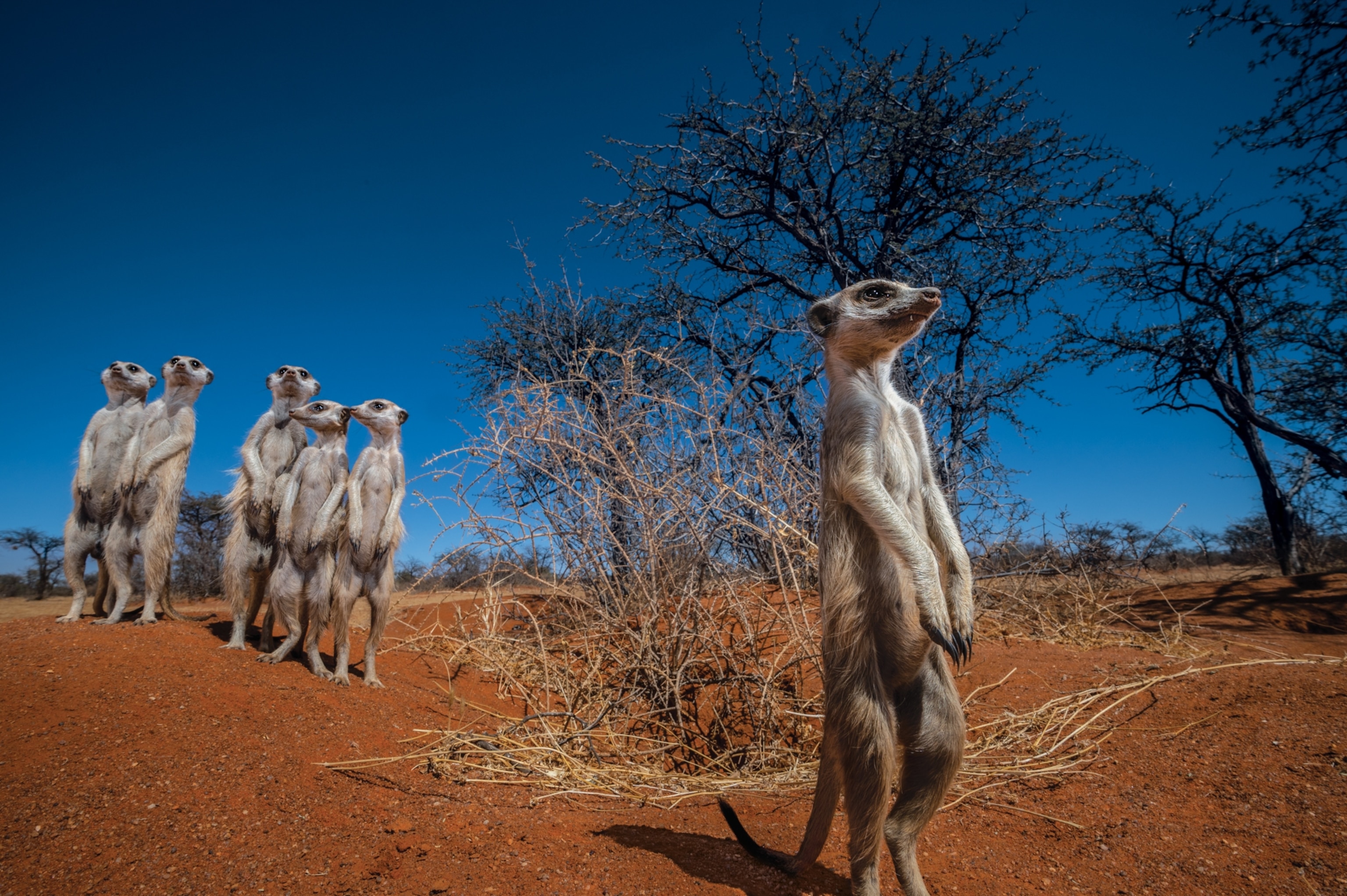 Picture of a meerkat standing and scanning its environment as others stand huddled together in the background.