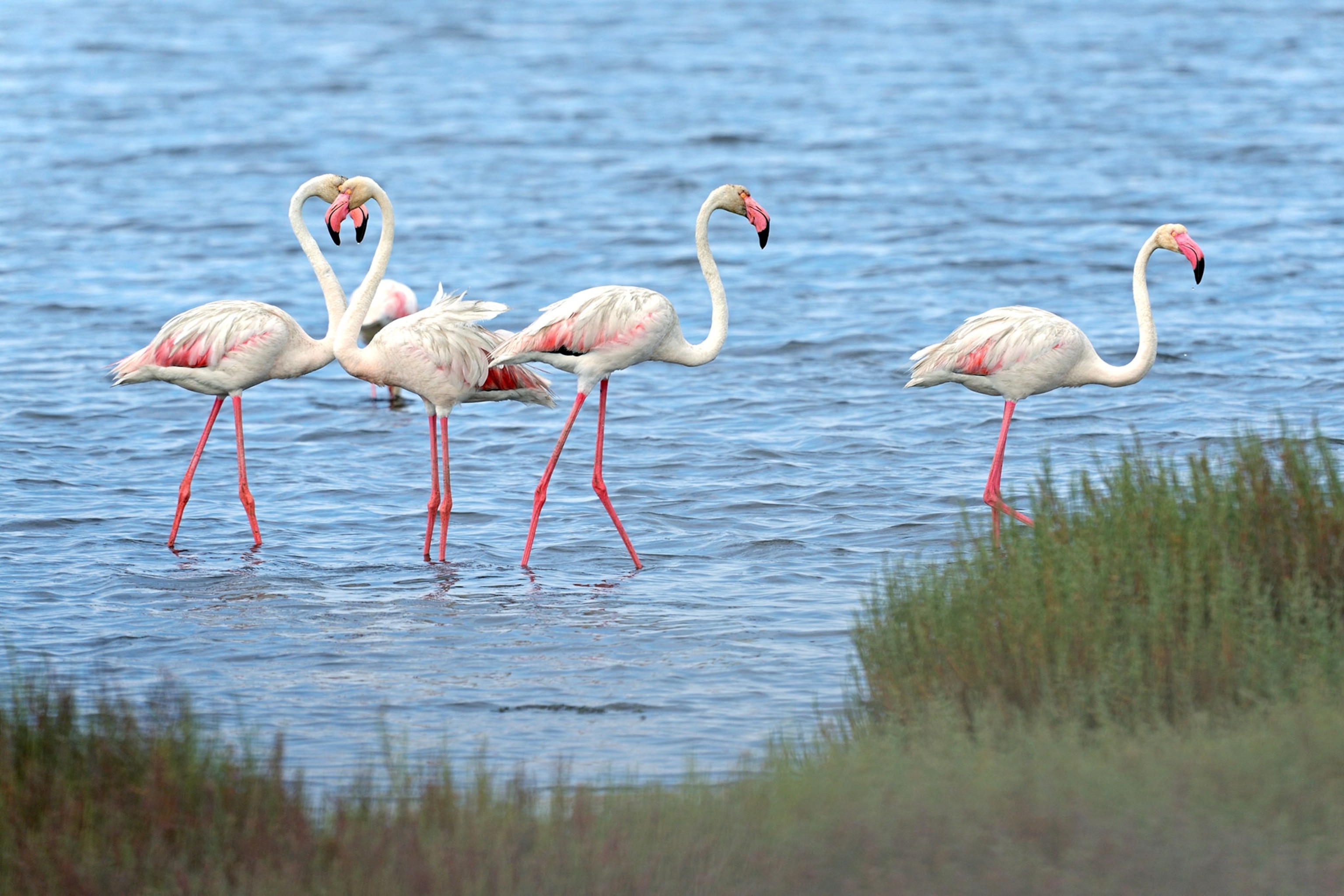 Four pink and white flamingos are seen standing in the blue water of the nature reserve.