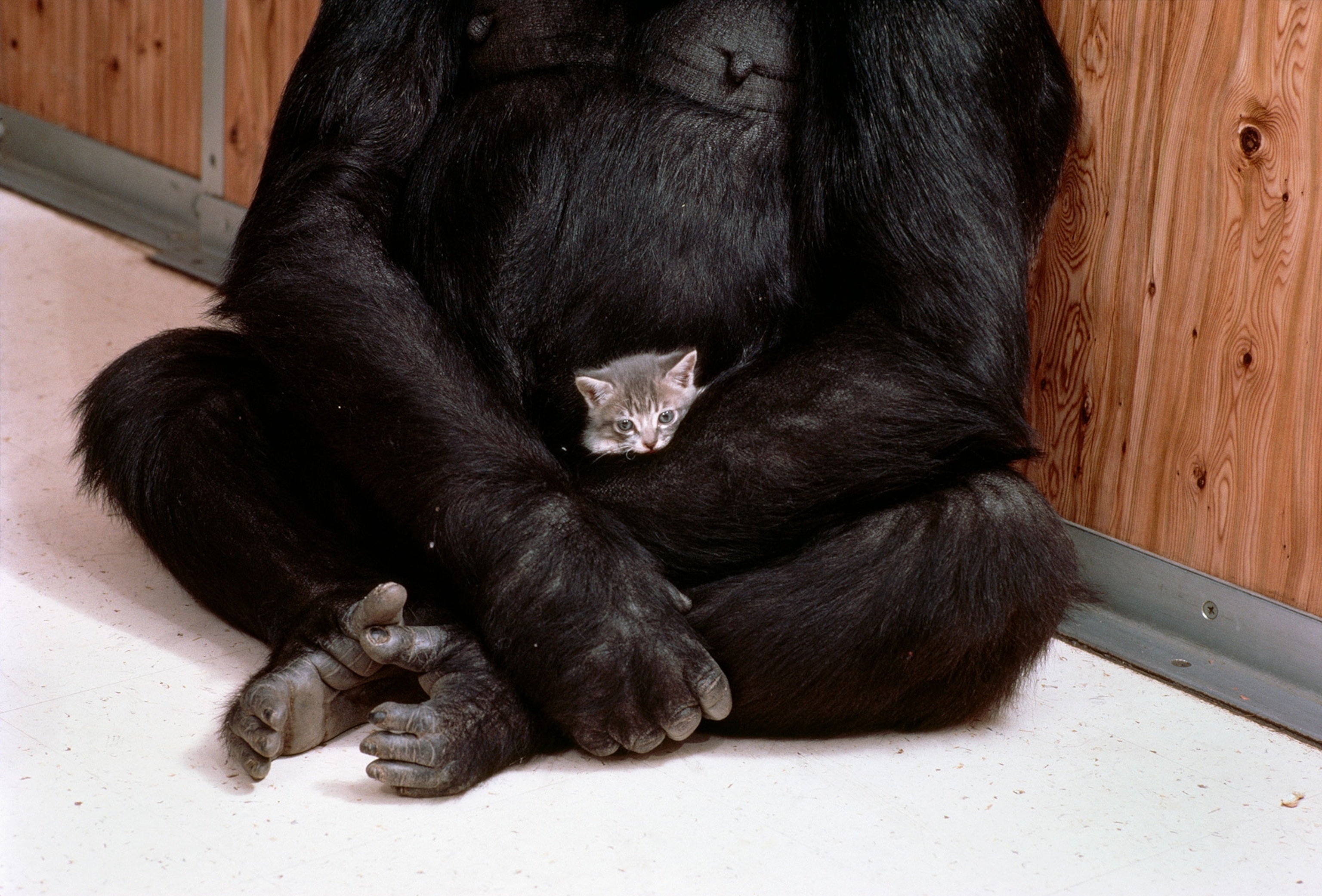 Koko the gorilla