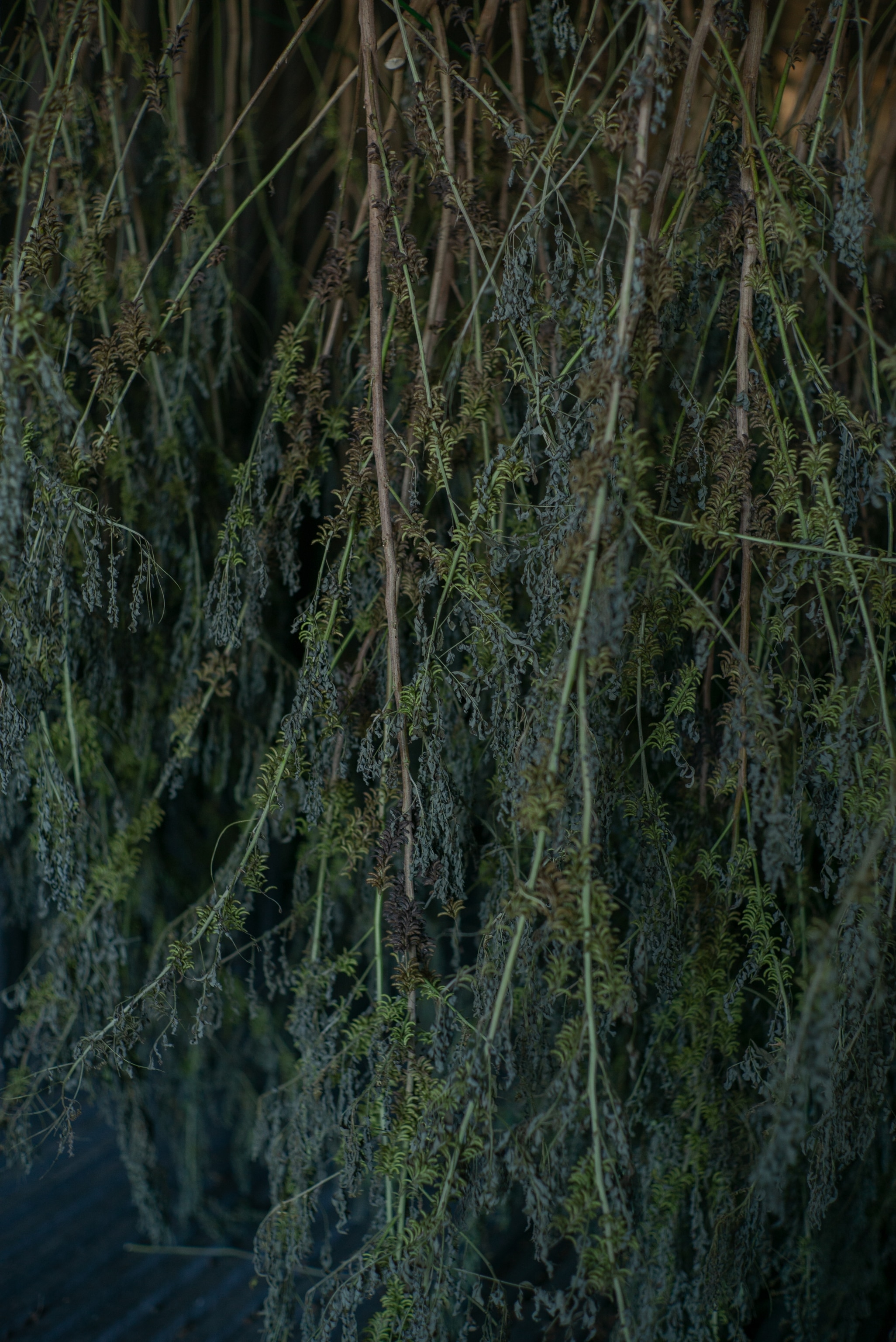 Harvested indigo leaves hang to dry inside a storage container at Dogleg Farms