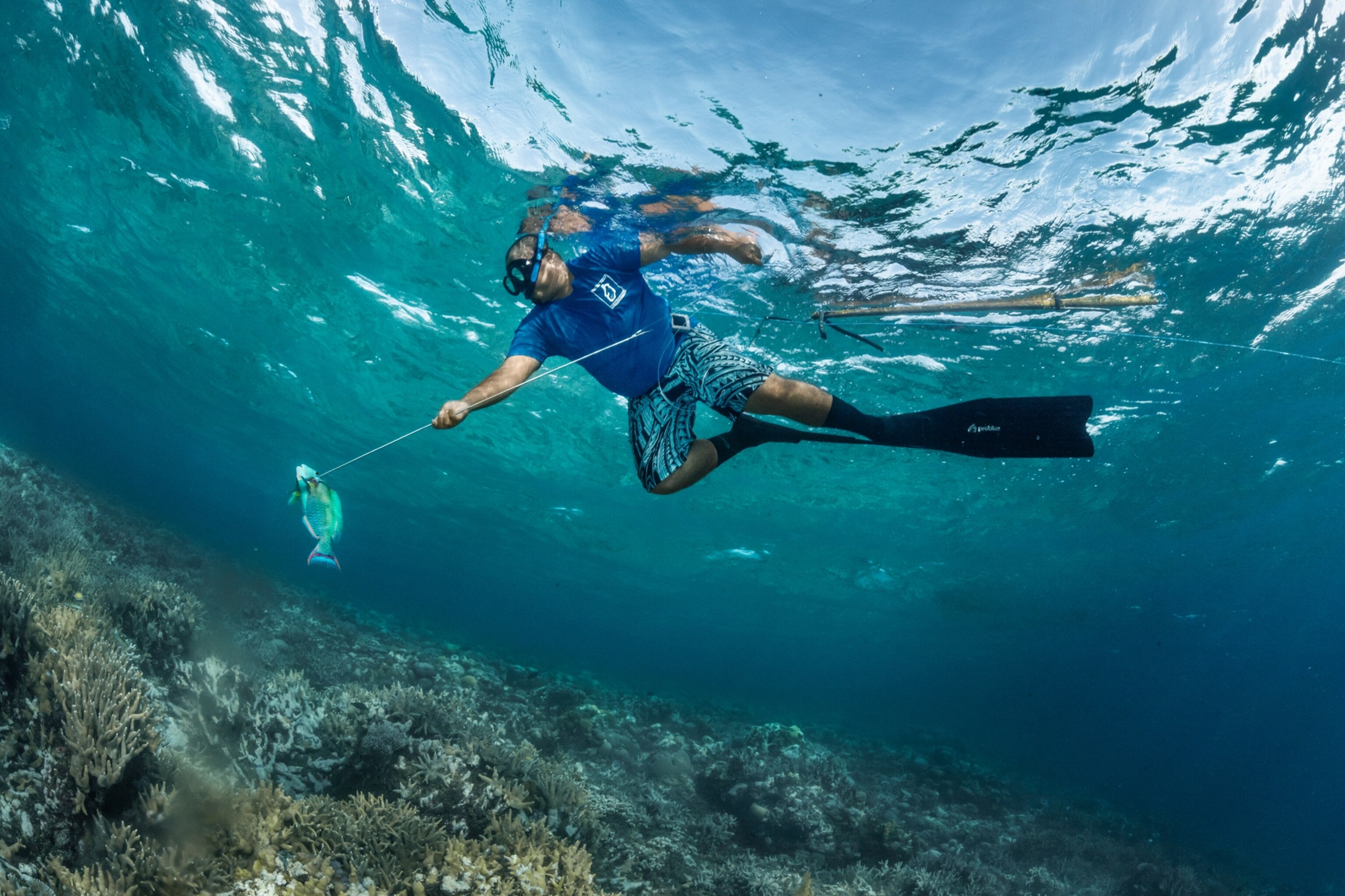man in a blue t-shirt and swim shorts wears a blue snorkel mask and black diving fins underwater. The man holds a long silver spear, puncturing the head of a fish with hues of blue and green.
