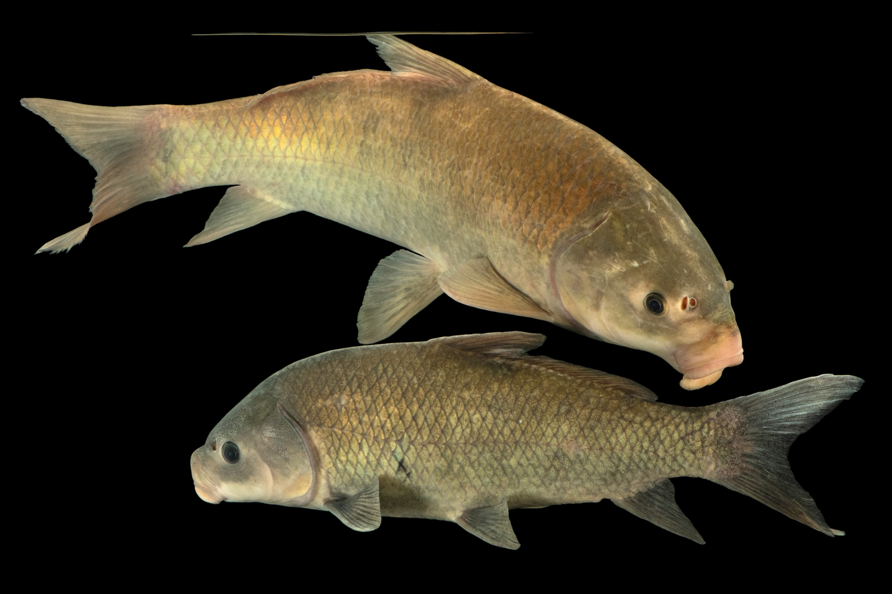 Two fishes mouths are open swimming together.
