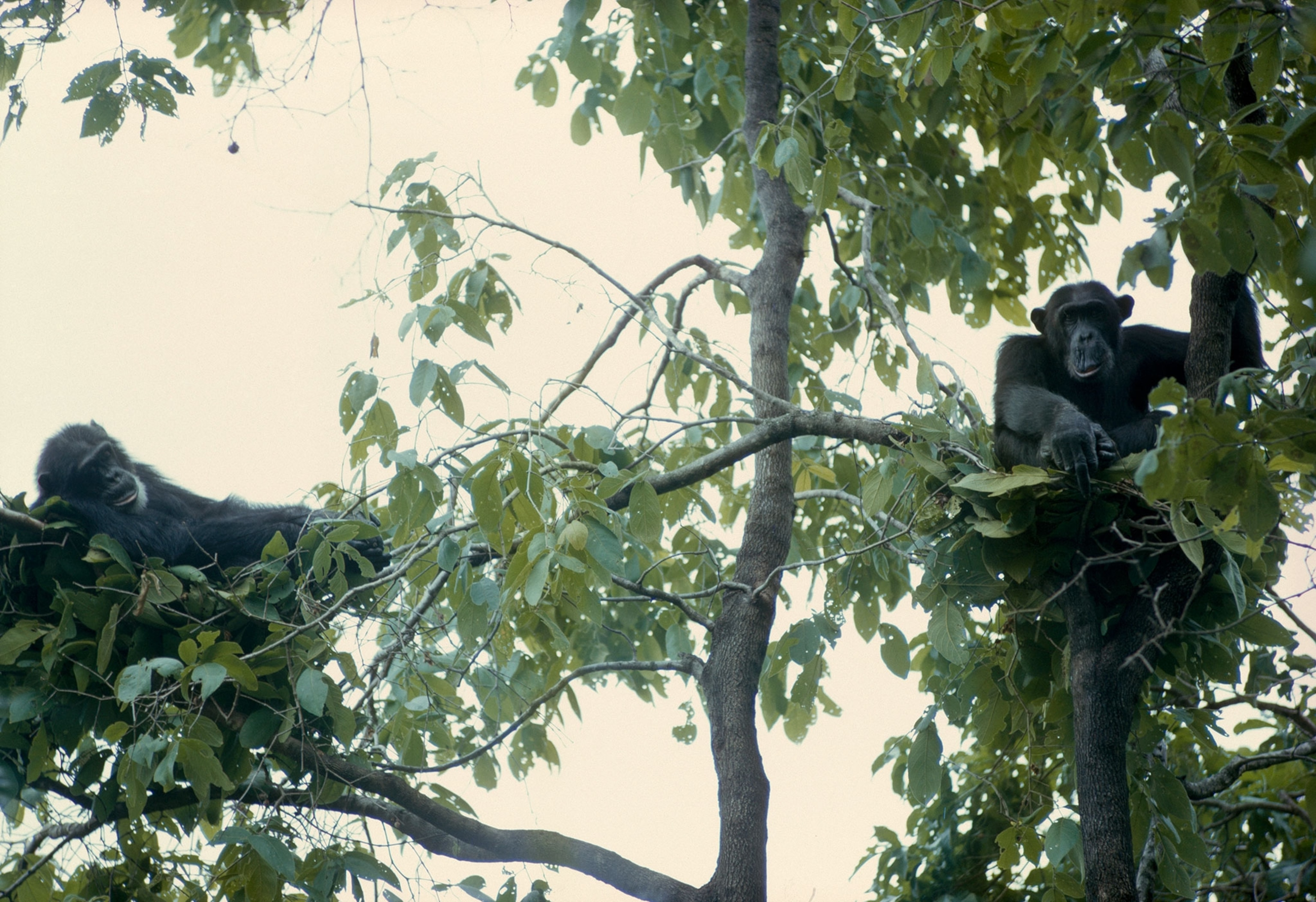 two chimpanzees in trees