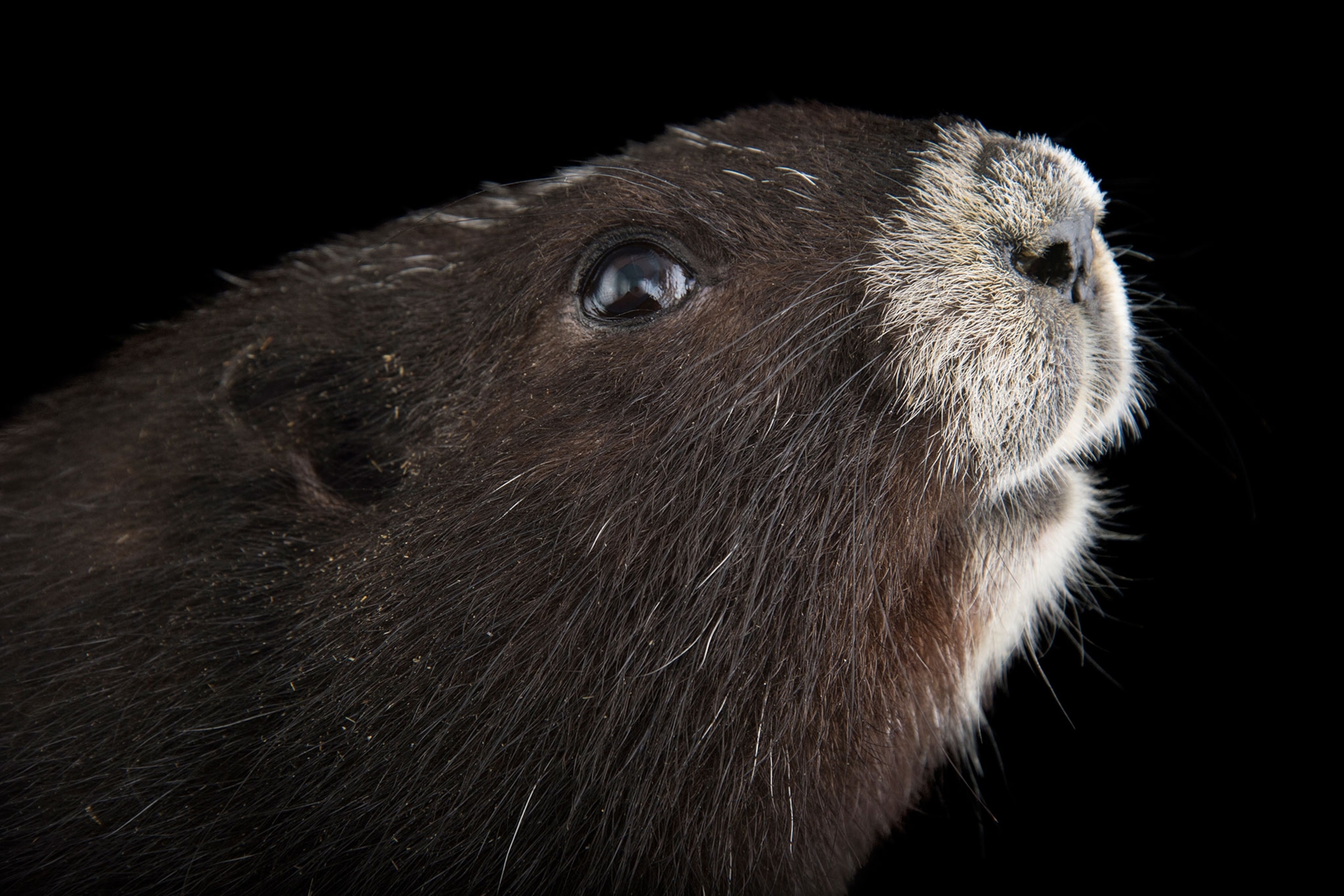 a Vancouver Island marmot