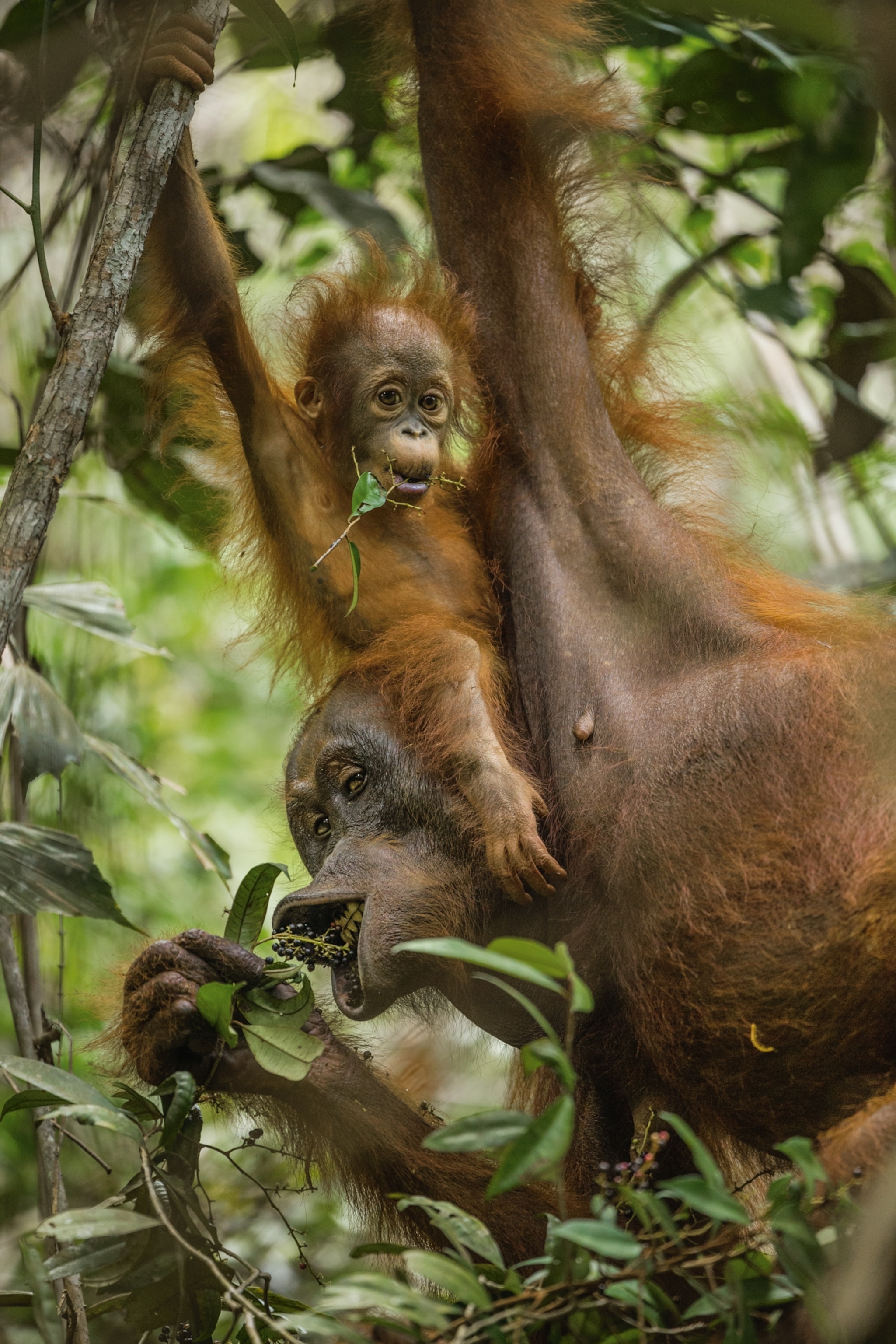 a mother orangutan and her 11-month-old baby